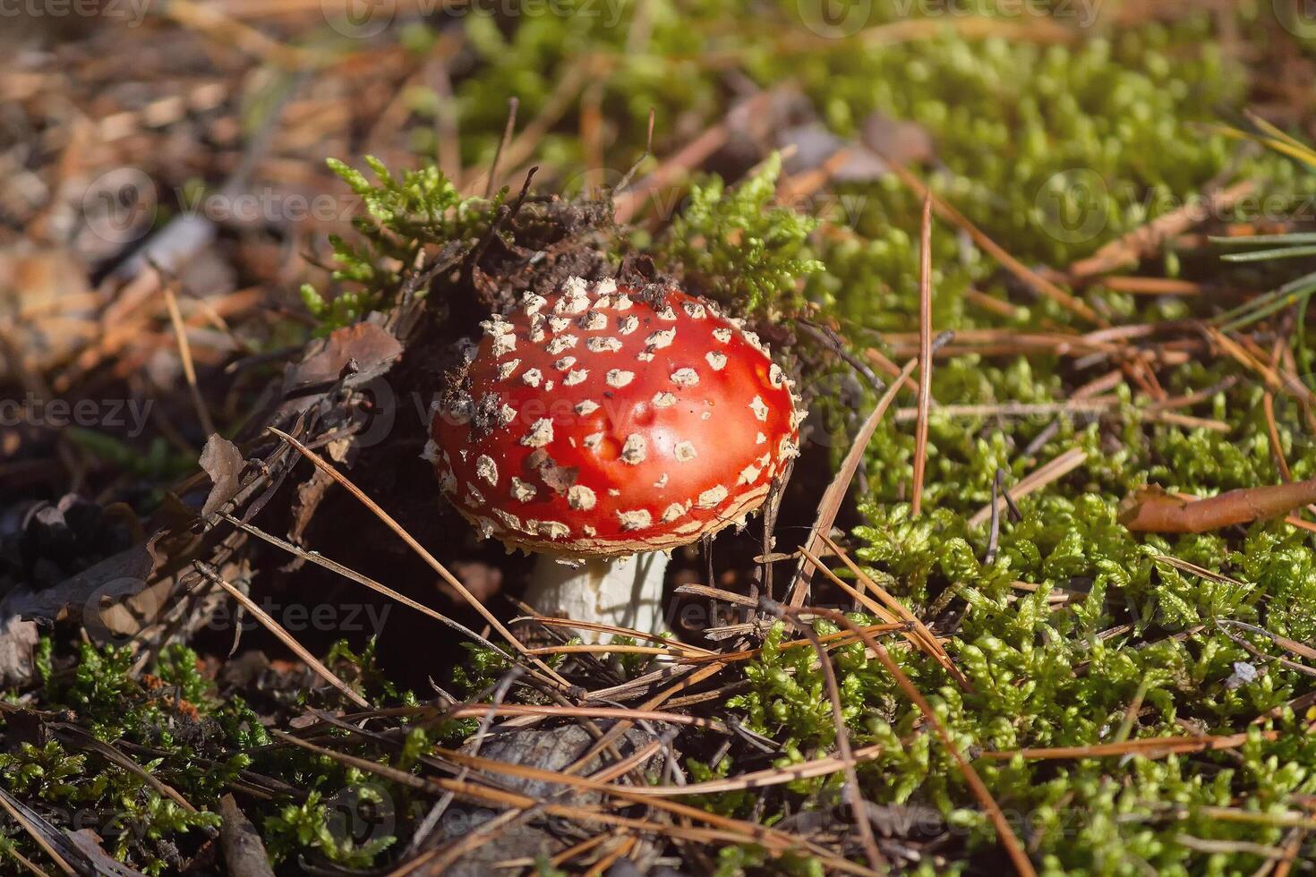 Red mushroom in the forest photo