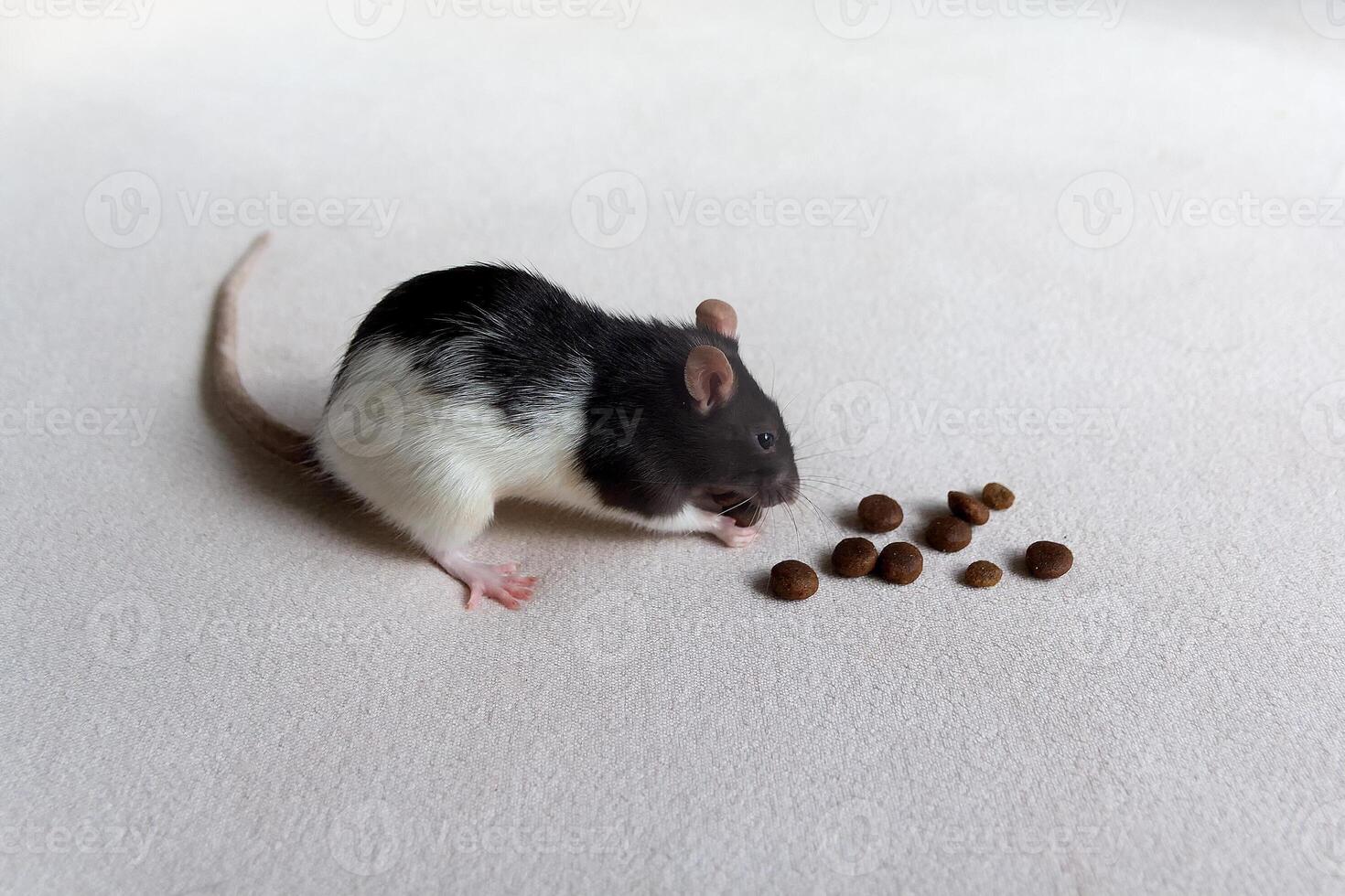 Domestic thoroughbred rat eats food. Animal photo