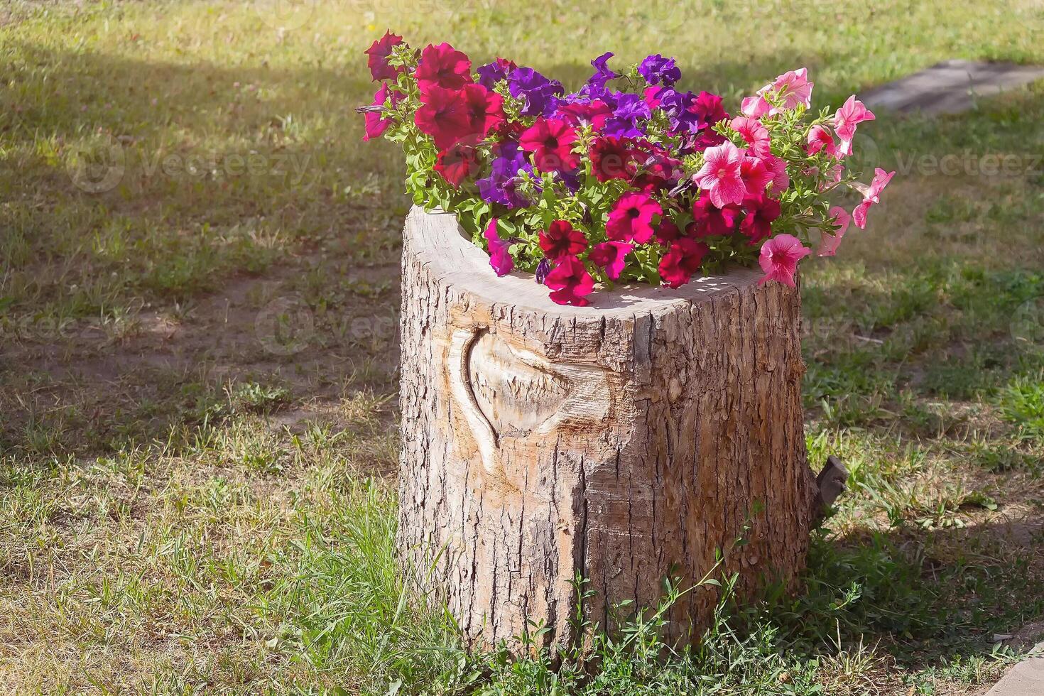 Flower flowerbed in the form of an old stump photo