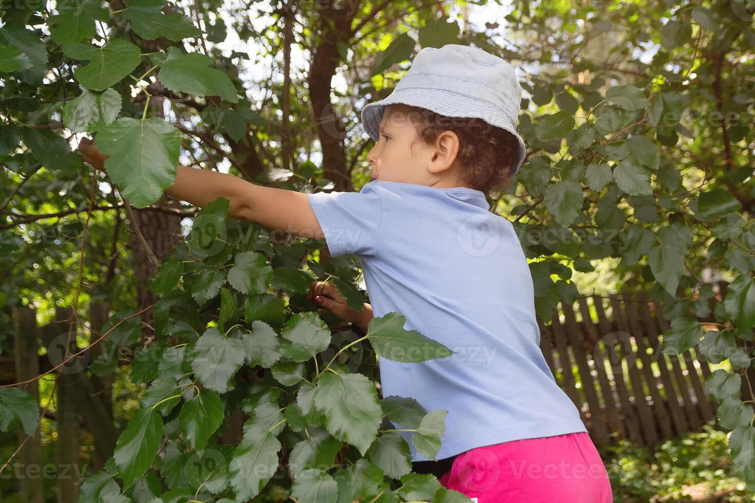 A child collects a mulberry from a tree in a village garden. People photo
