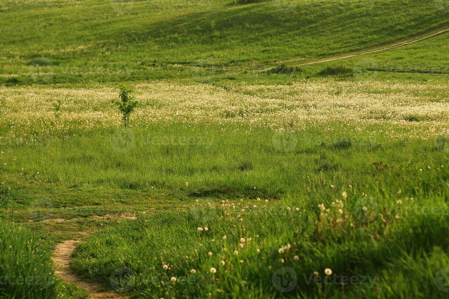 Dandelion field. Spring background with light transparent flowers dandelions photo