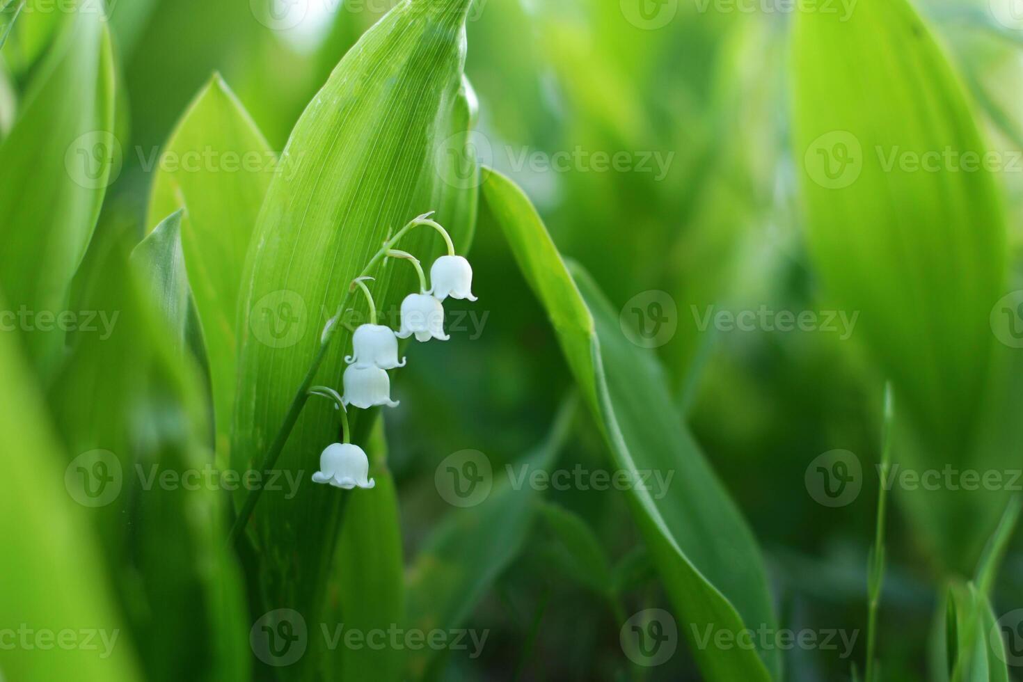 Spring flower lilies of the valley. Ecological background Blooming lily of the valley beautiful flower on sun rays photo