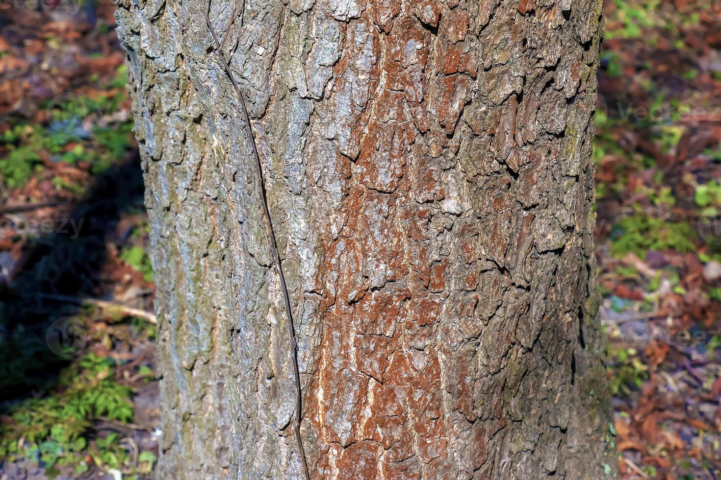 Detail of bark of Catalpa tree - Latin name - Catalpa bignonioides photo