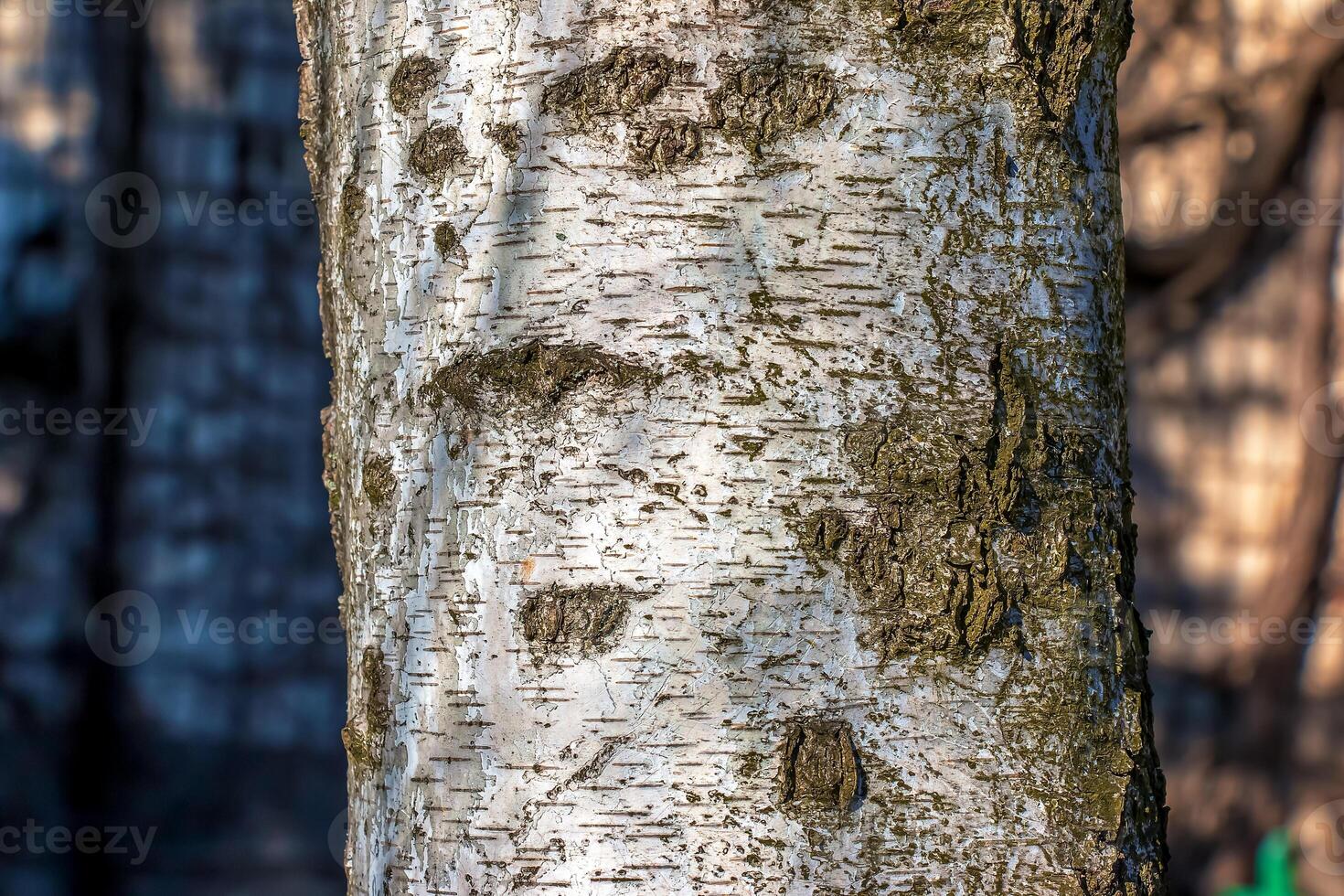 Birch bark texture. Texture of birch bark. Birch bark background. Birch tree trunk, Betula pendula photo