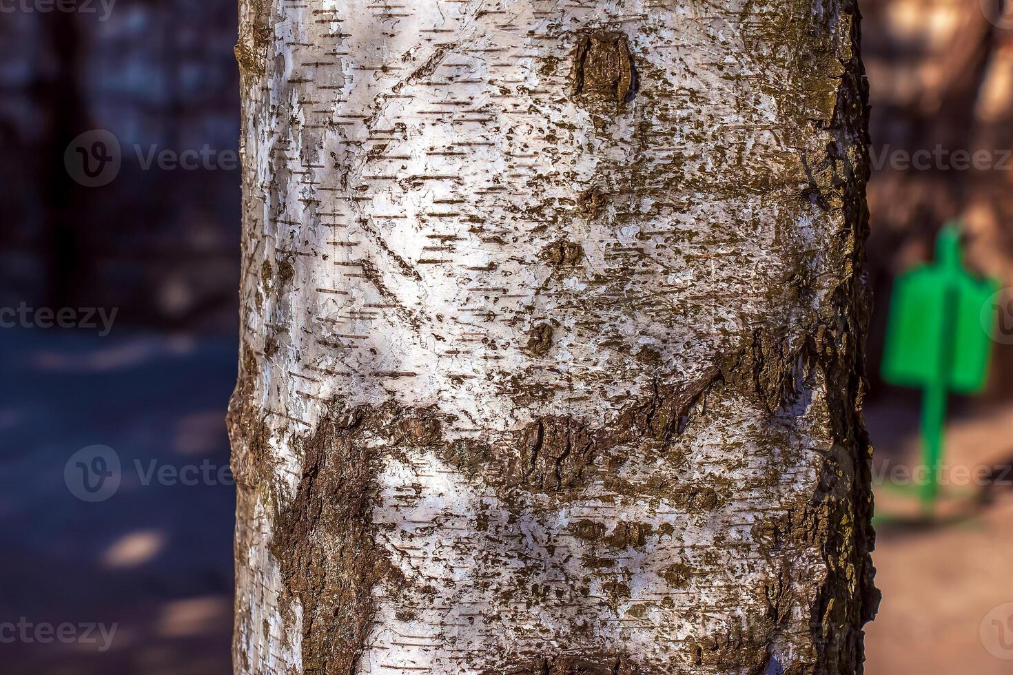 Birch bark texture. The texture of the birch bark. Birch bark background. The birch tree trunk, Betula pendula photo