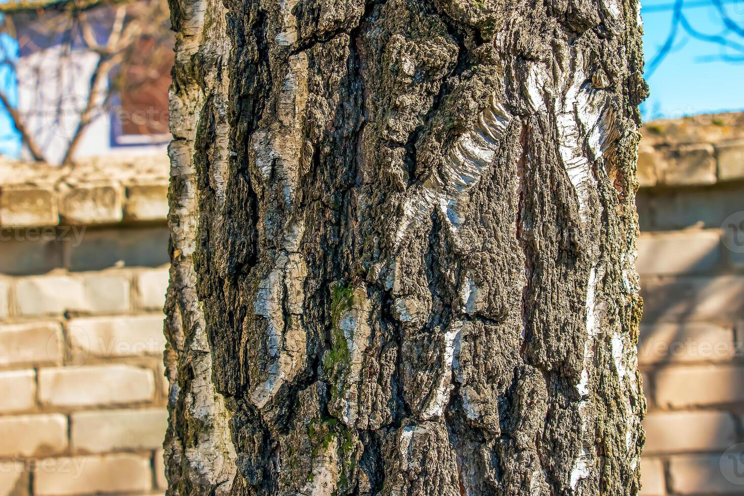 Birch bark texture. The texture of birch bark. Birch bark background. Birch tree trunk, Betula pendula photo