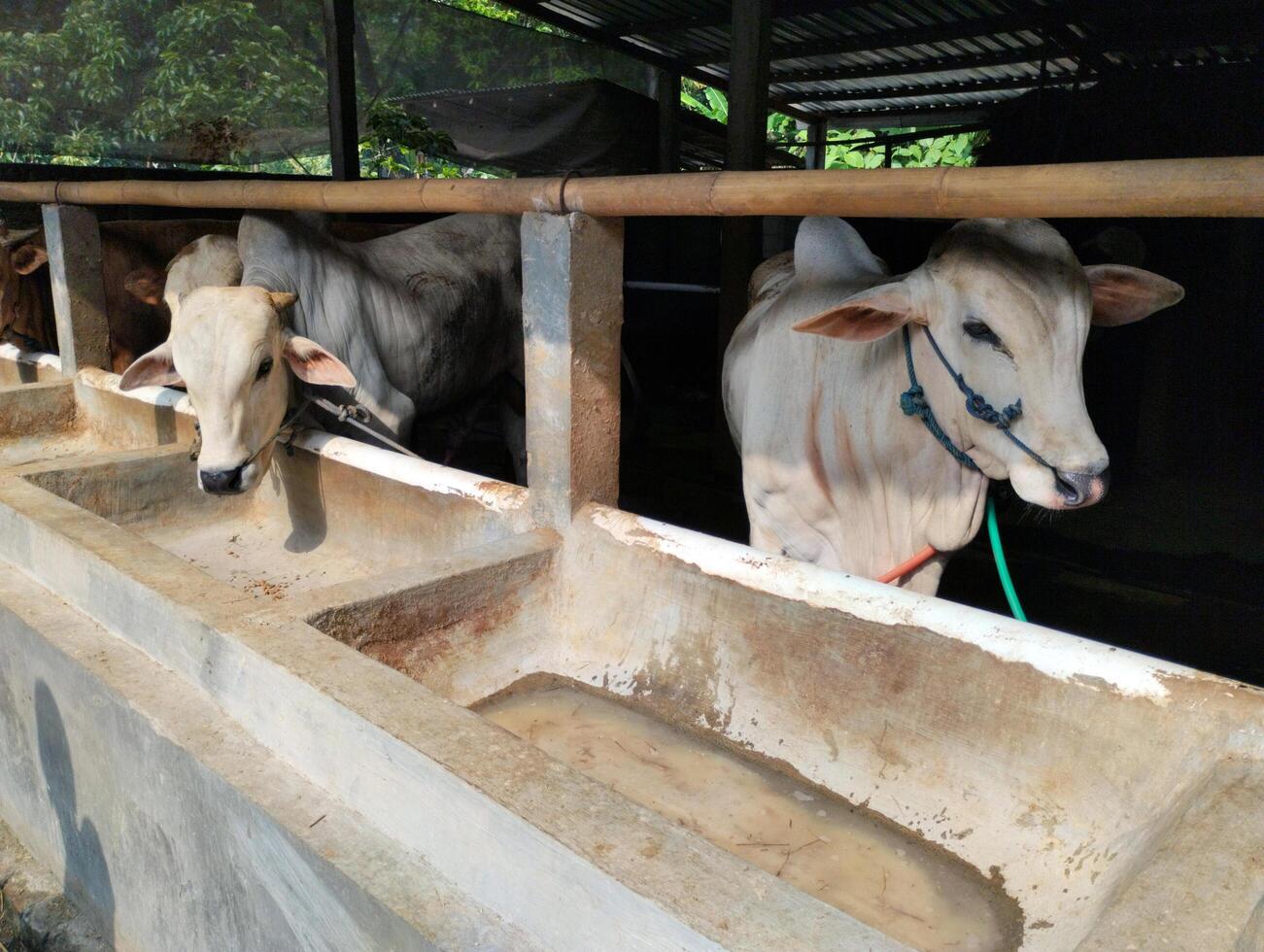 A group of cows standing in a trough photo