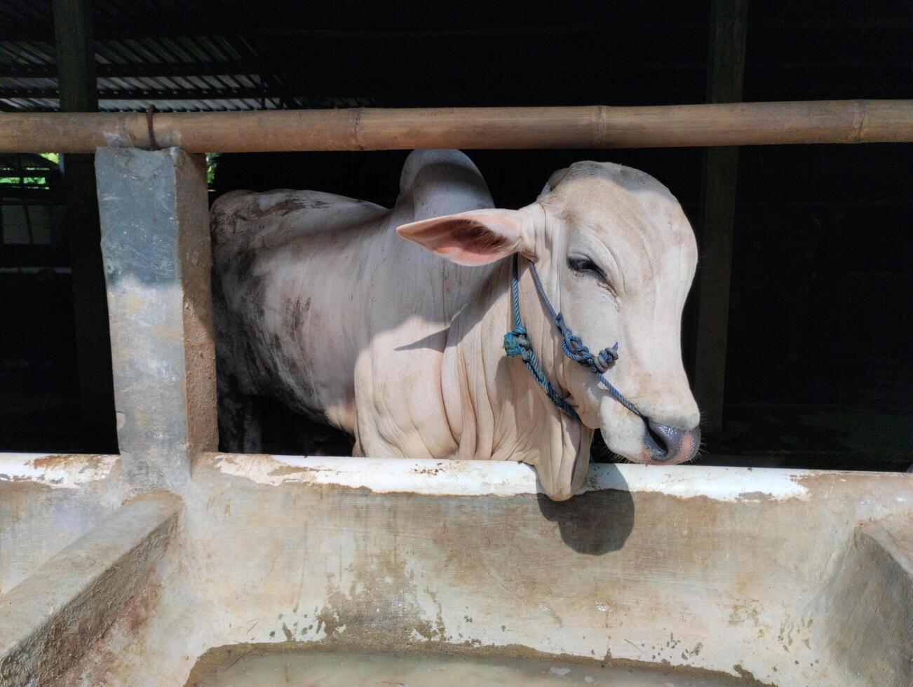 A cow is standing in a trough photo