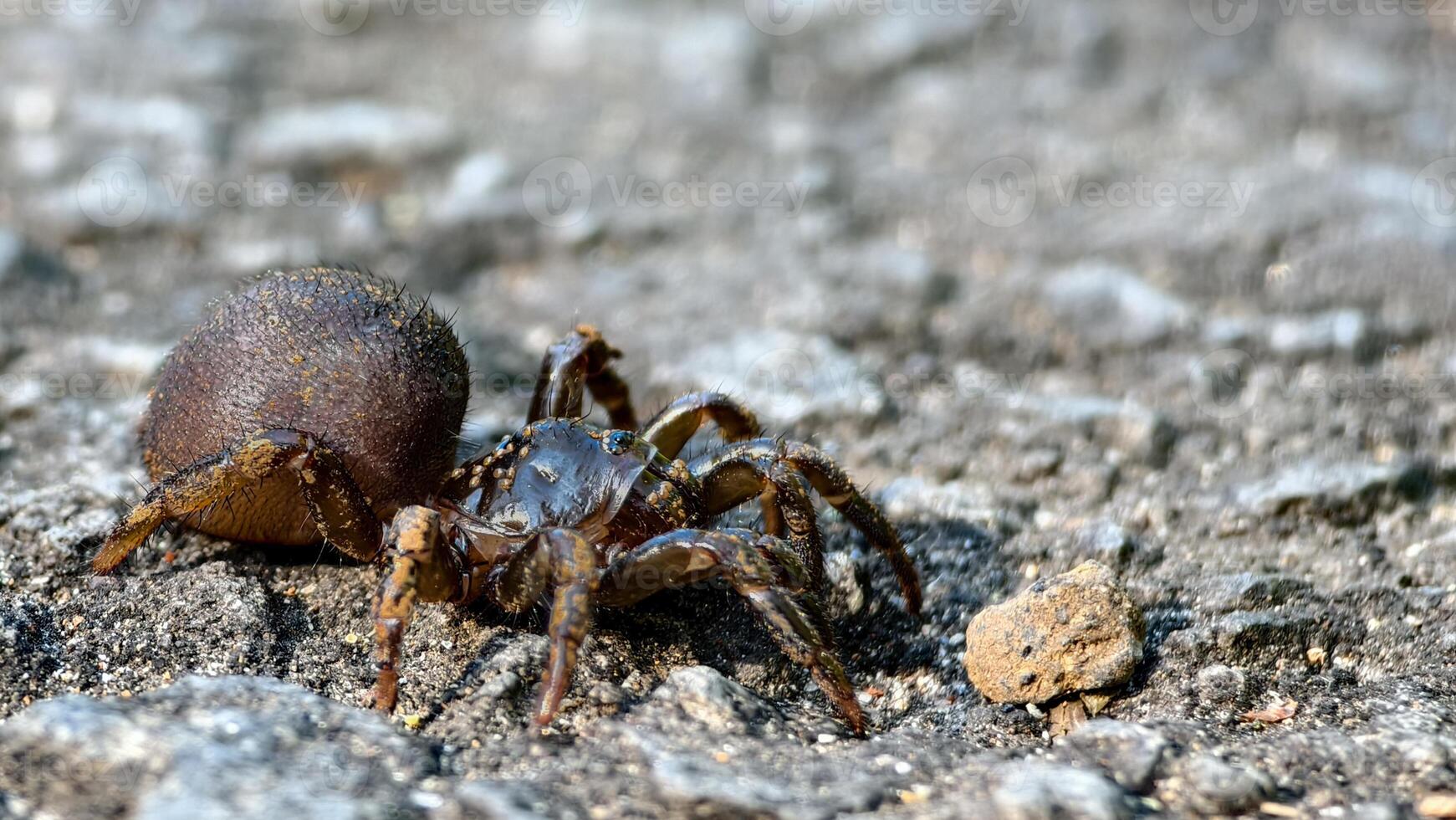 Close-up Macro View of a Dark Brown Hairy Ground Spider on a Textured Rock Surface photo
