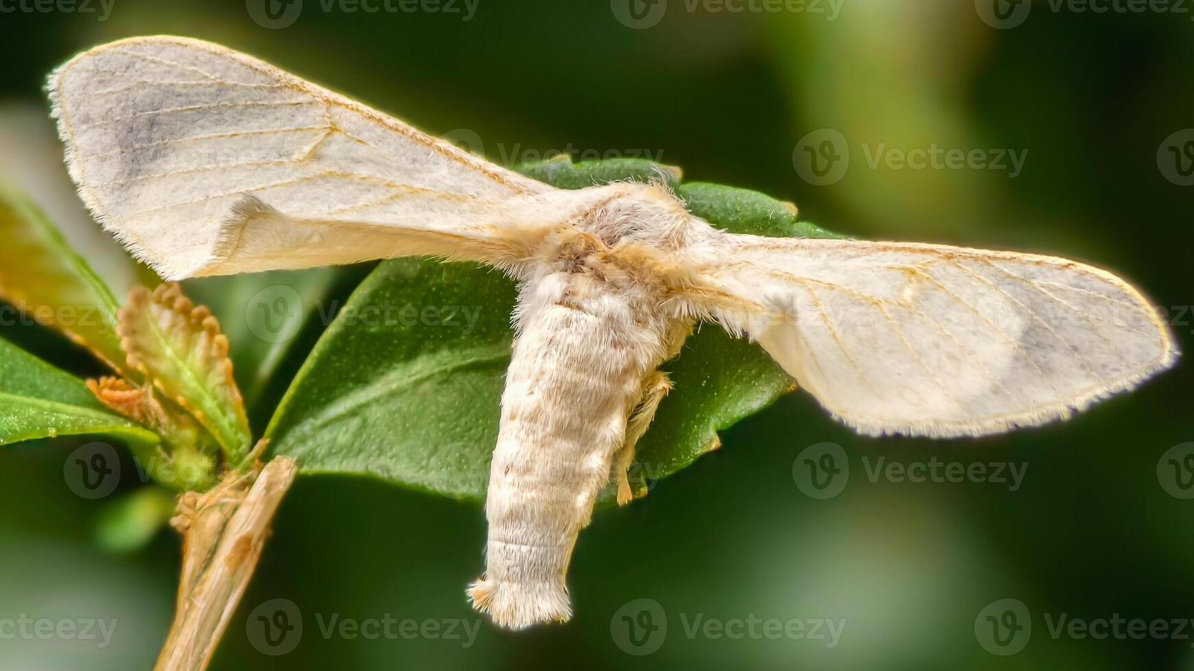 Close-up Macro Shot of a Fluffy White Moth with Folded Wings Resting on a Green Leaf, photo