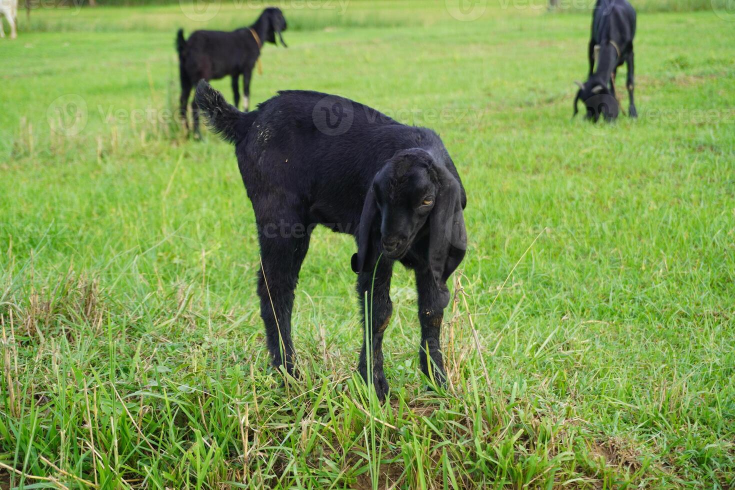 Healthy baby goat in rural landscape photo