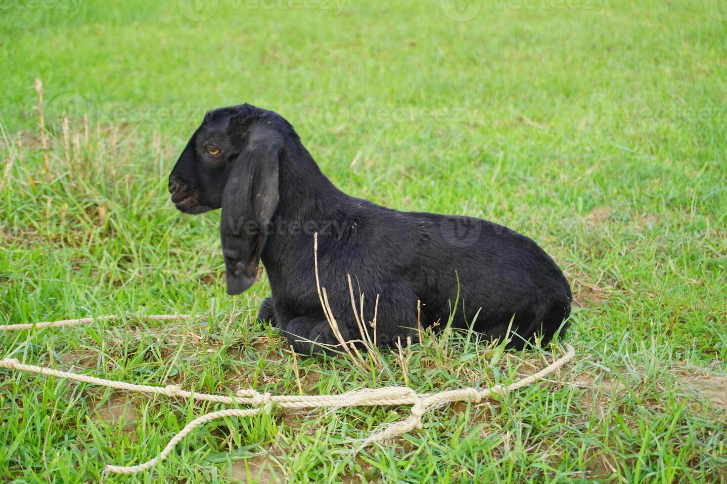 A black baby goat resting in the green grass photo