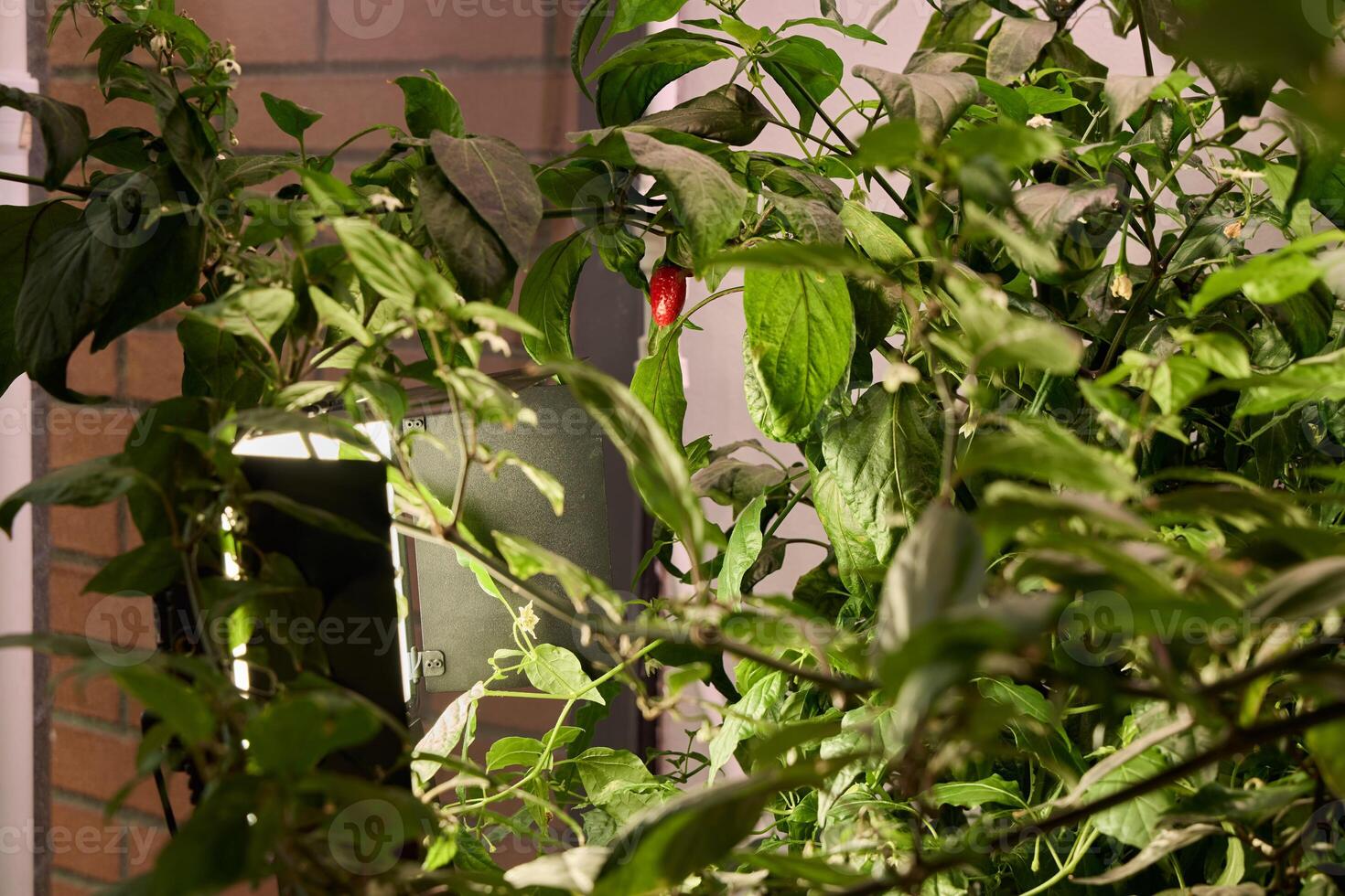 Vibrant Greenery Showcasing a Bold Red Chili Pepper with Soft and Warm Lighting Effects photo