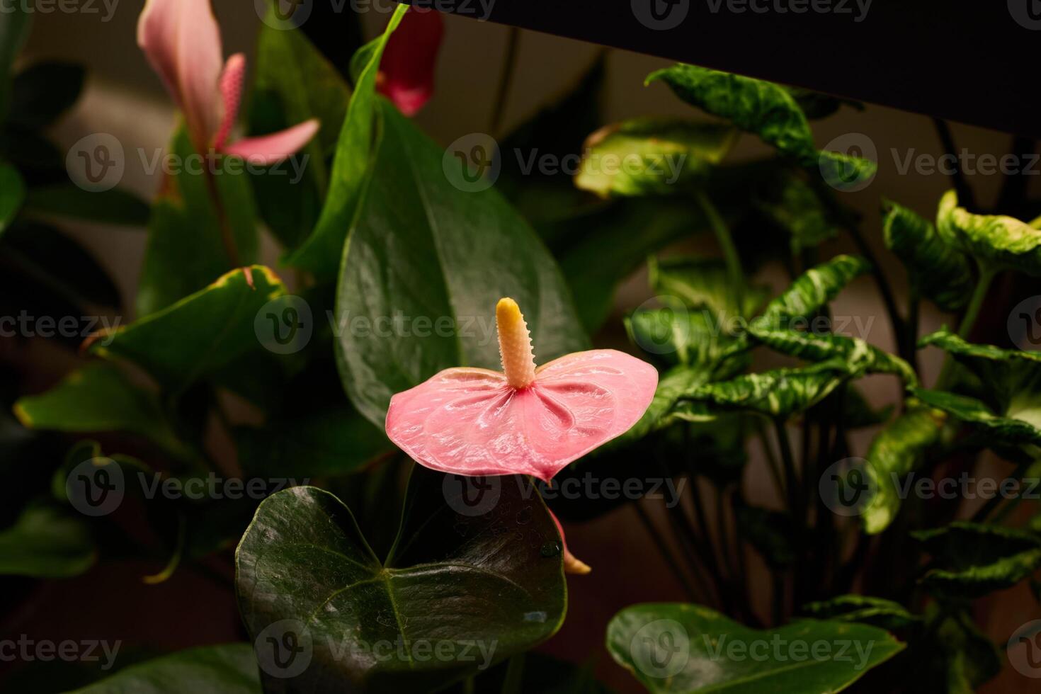 A beautiful Pink Anthurium Flower elegantly surrounded by lush greenery in the garden photo