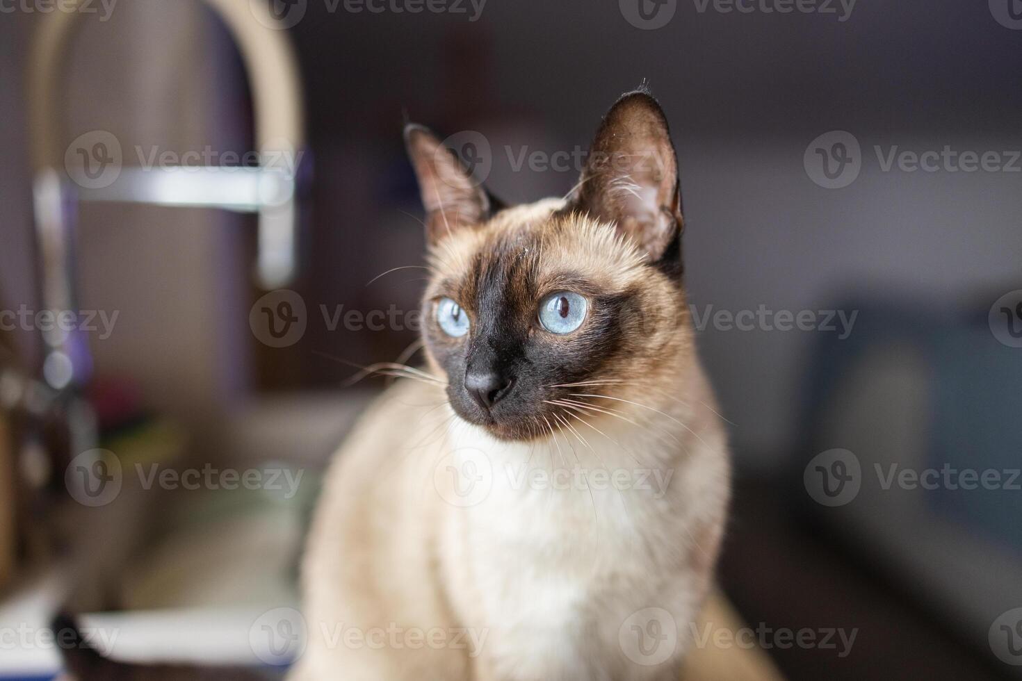 Close-up portrait of siamese cat with blue eyes looking attentively to the side. Pet curiosity, elegance, and animal observation in a domestic setting. photo