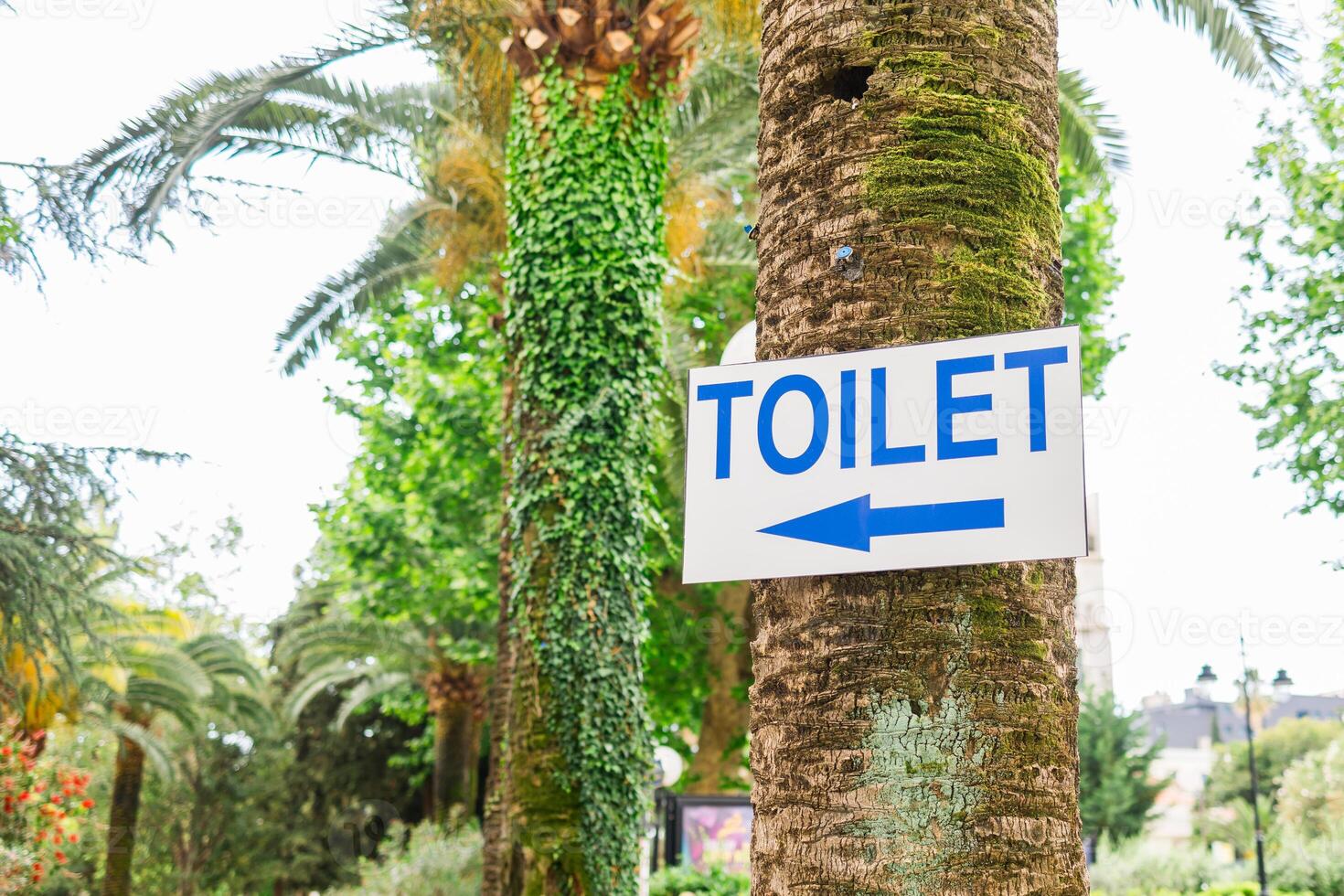 Toilet direction sign attached to a tree in a public park. Navigation, urban signage, and outdoor facilities information. photo