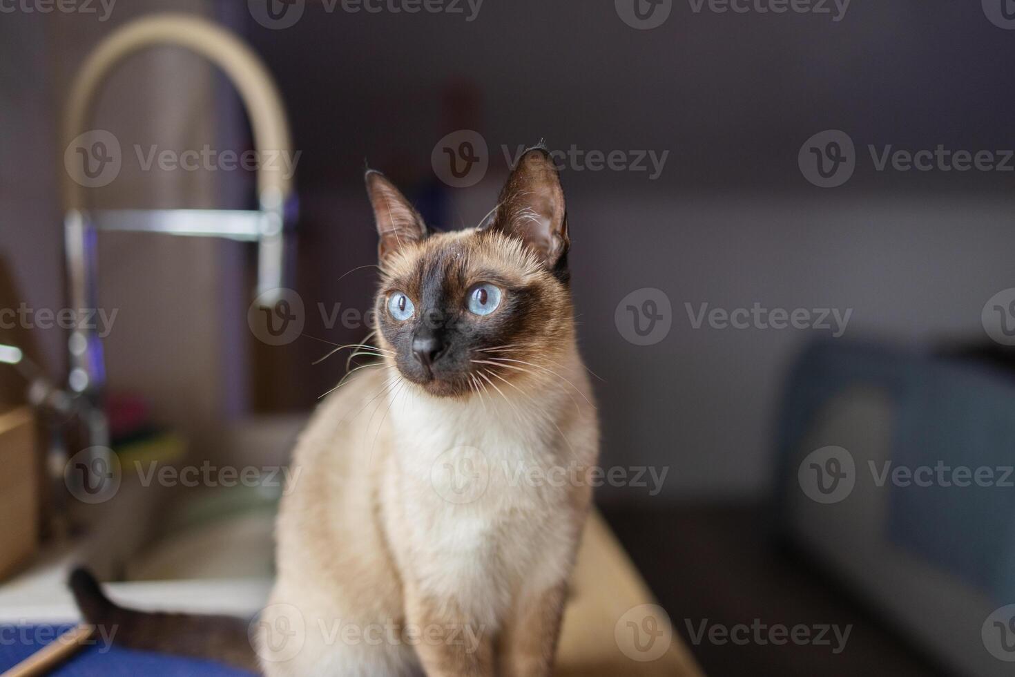 Close-up portrait of siamese cat with blue eyes looking attentively to the side. Pet curiosity, elegance, and animal observation in a domestic setting. Copy space photo