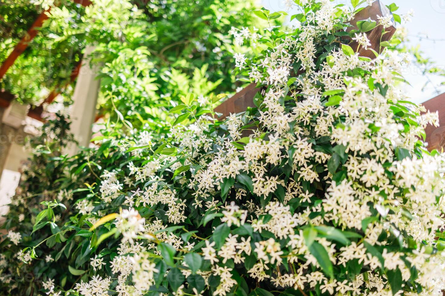 Chinese star jasmine. Trachelospermum jasminoides in bloom. Copy space photo