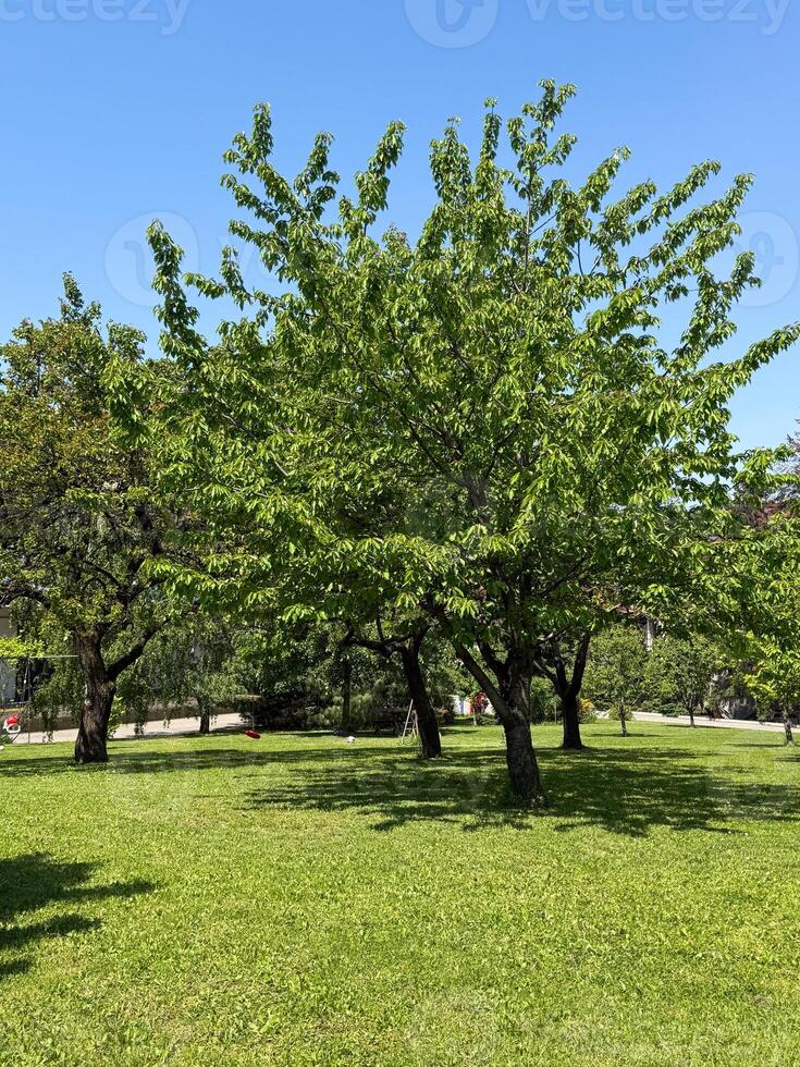 Green trees in summer park under blue sky. Wide grass field with leafy canopies casting shadows on sunny day photo