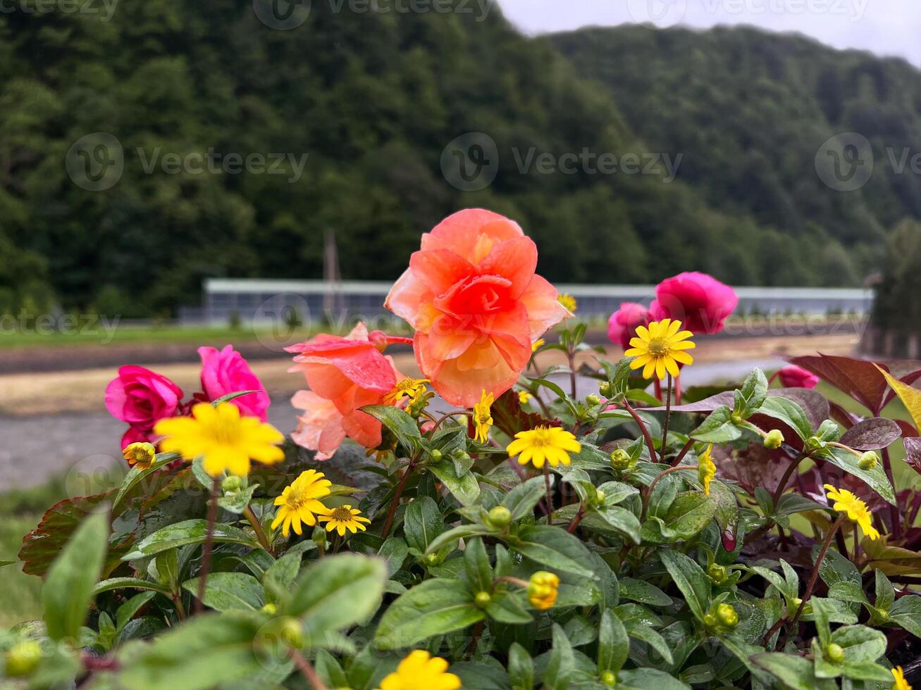 Vibrant flowers begonia in various colors bloom in lush garden setting, showcasing delicate petals and rich green foliage against blurred natural background photo