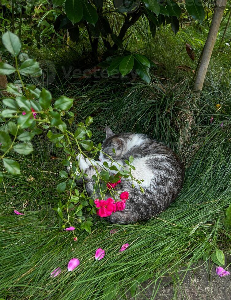 Gray tabby cat curled up in lush green grass surrounded by vibrant pink flowers, creating a serene and peaceful outdoor scene with nature's beauty photo
