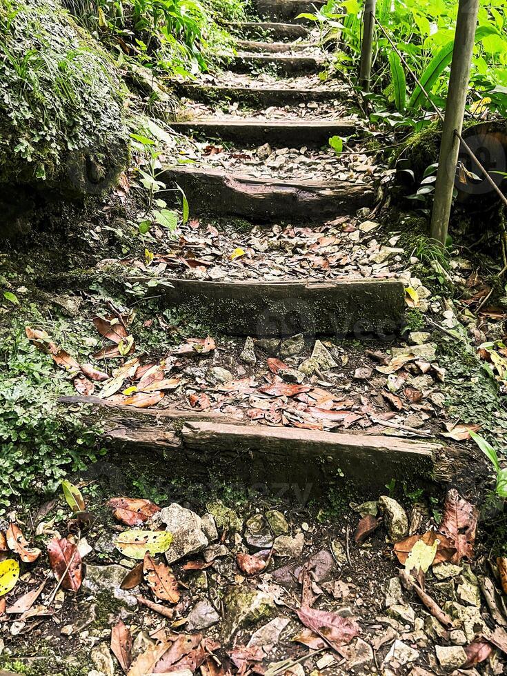 close-up view of a rustic forest trail with uneven wooden steps covered in fallen leaves and moss, surrounded by lush greenery, for themes of hiking, adventure, eco-tourism, and outdoor exploration photo