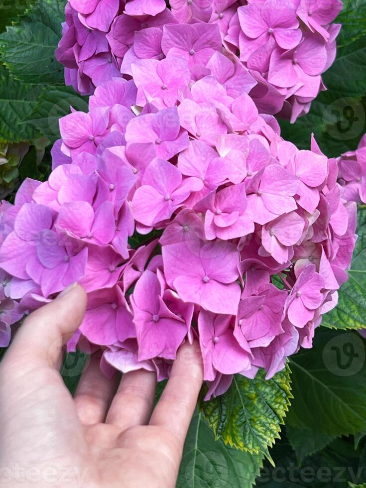 hand gently holds a bright pink hydrangea flower surrounded by lush greenery, highlighting the beauty of nature and the vibrant colors of the garden environment photo