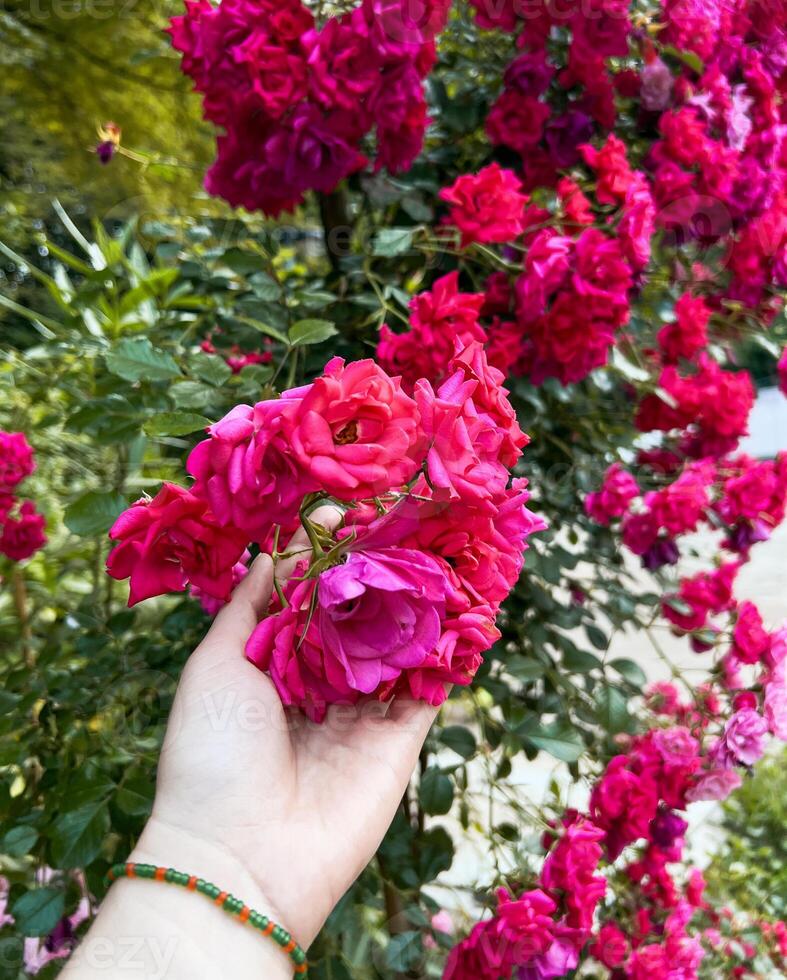 hand gently holds bright pink roses surrounded by lush greenery, highlighting the beauty of flowers and the vibrant colors of nature in a serene garden atmosphere photo