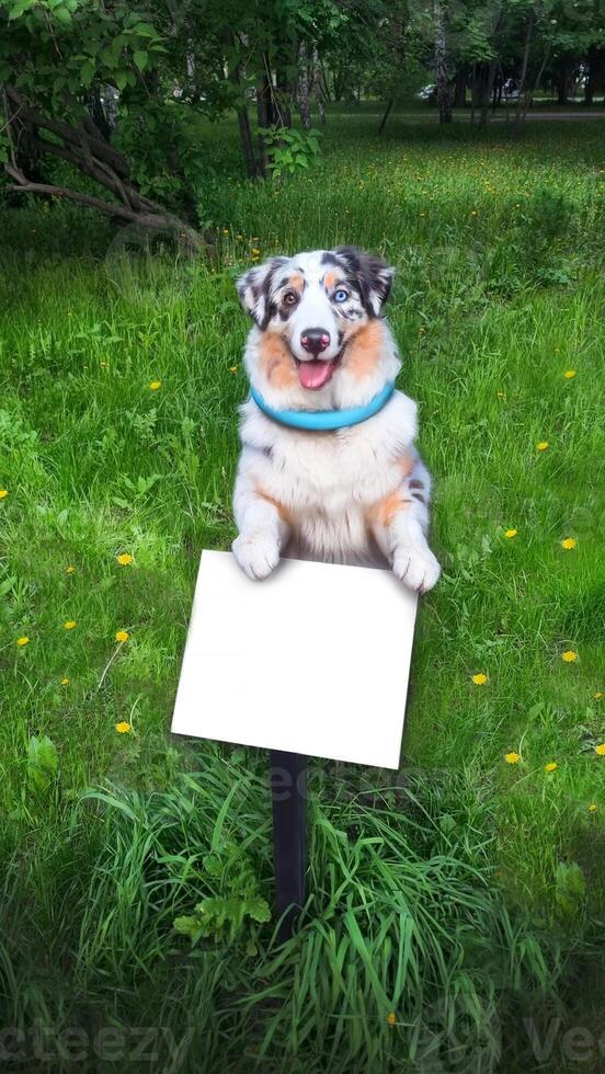 Aussie Australian Shepherd dog in blue marble color and different eye color stands in the park on a sign. Free space for text. Copy space vertical photo