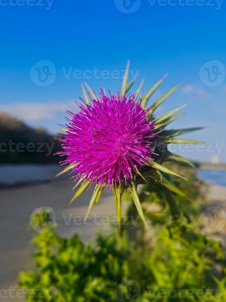 Vibrant Purple Wildflower in Full Bloom. Straight On View with Delicate Petals with Blurred Background and Natural Lighting photo