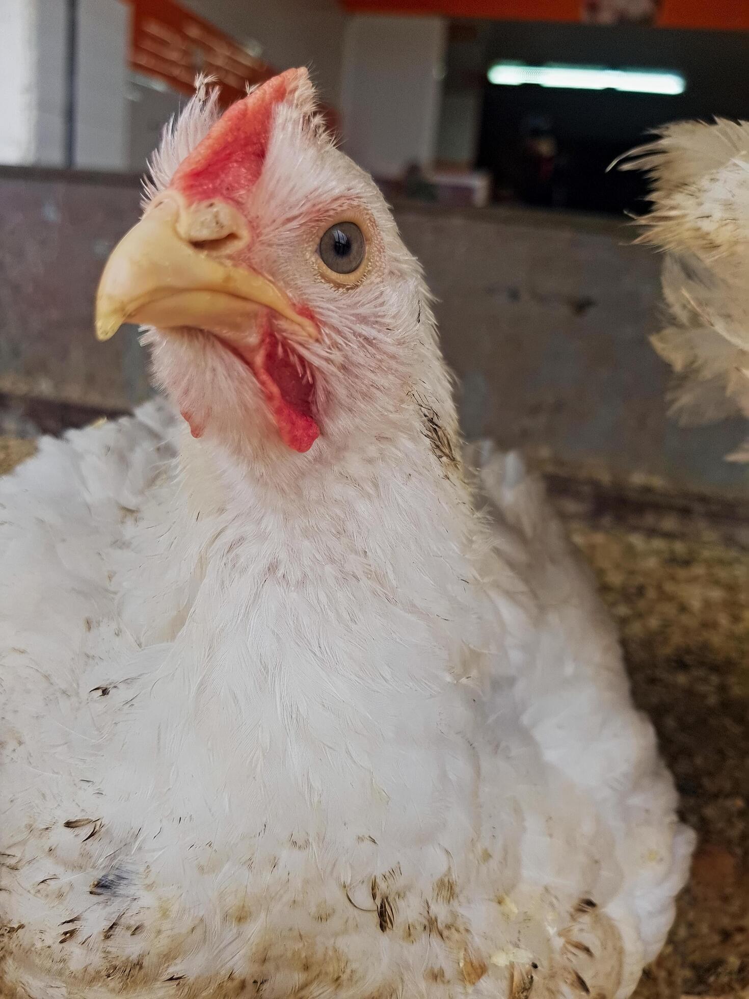 A white chicken is captured from a single side-up close, focusing