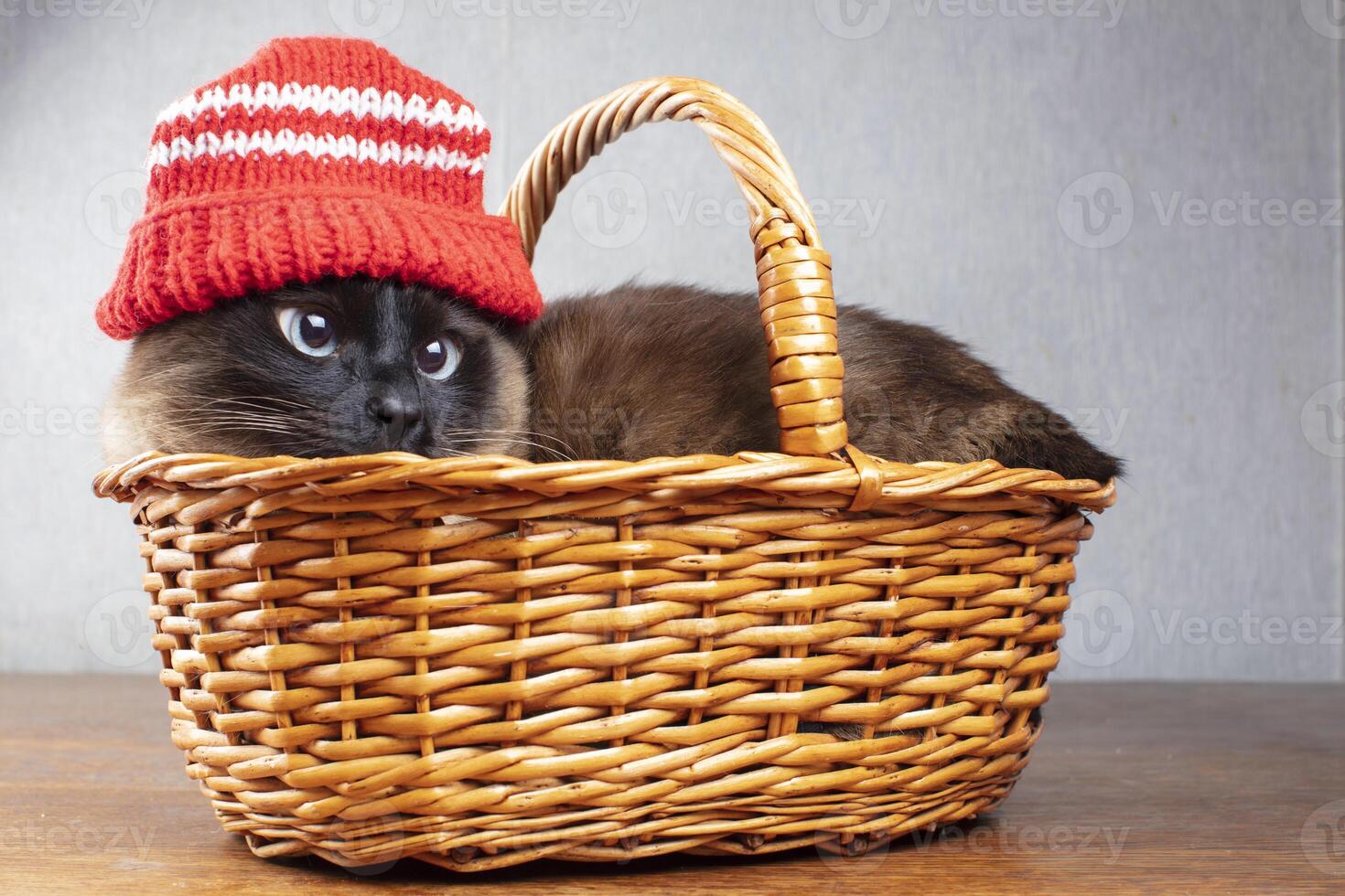 Funny cat in a red knitted hat in a wicker basket. Siamese cute cat. photo