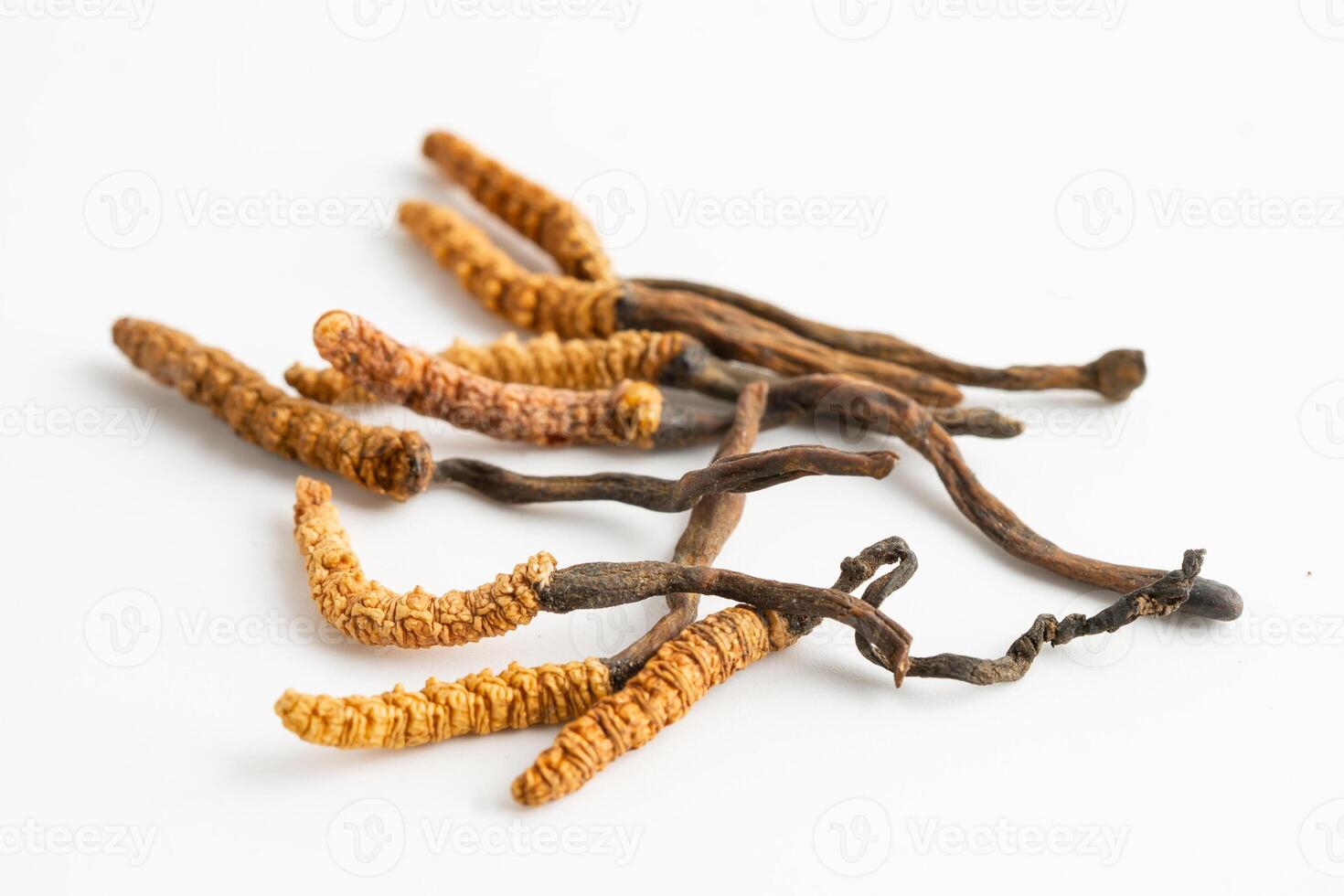 Cordyceps or Ophiocordyceps sinensis mushroom herb fungus photo