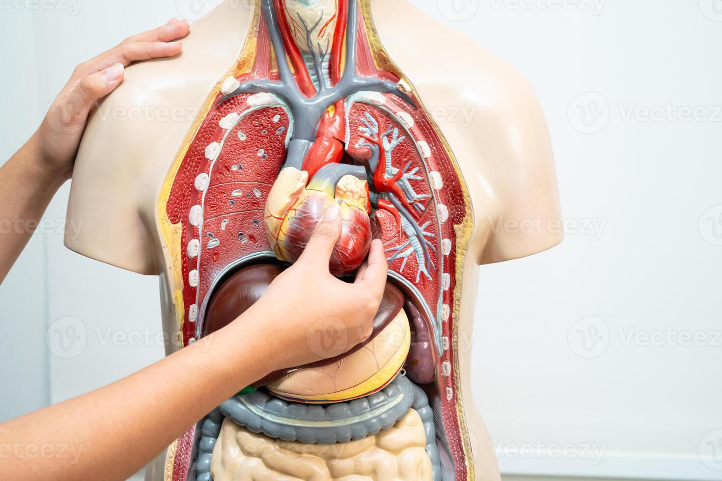 Student learning anatomy photo