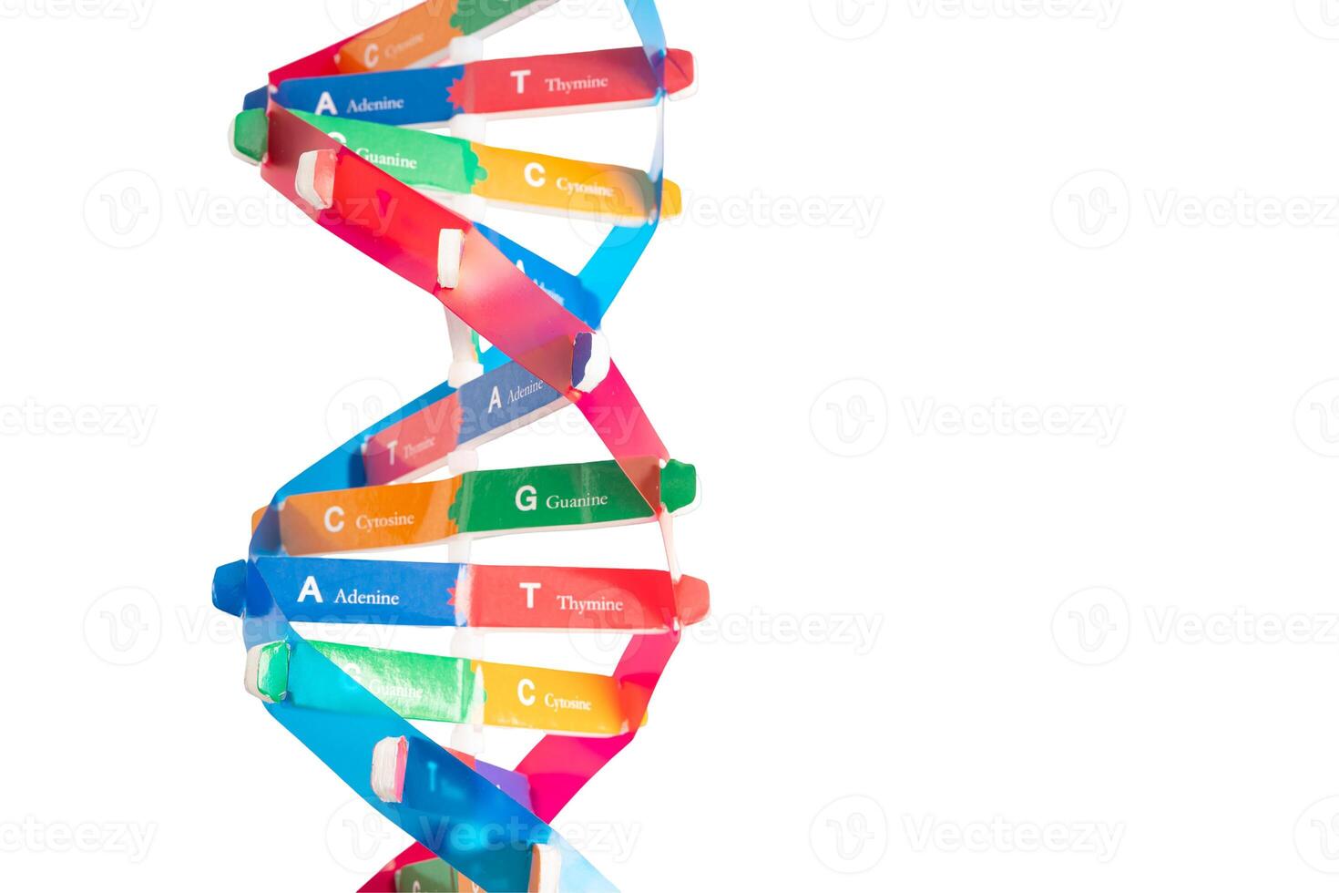 DNA or Deoxyribonucleic acid is a double helix chains photo