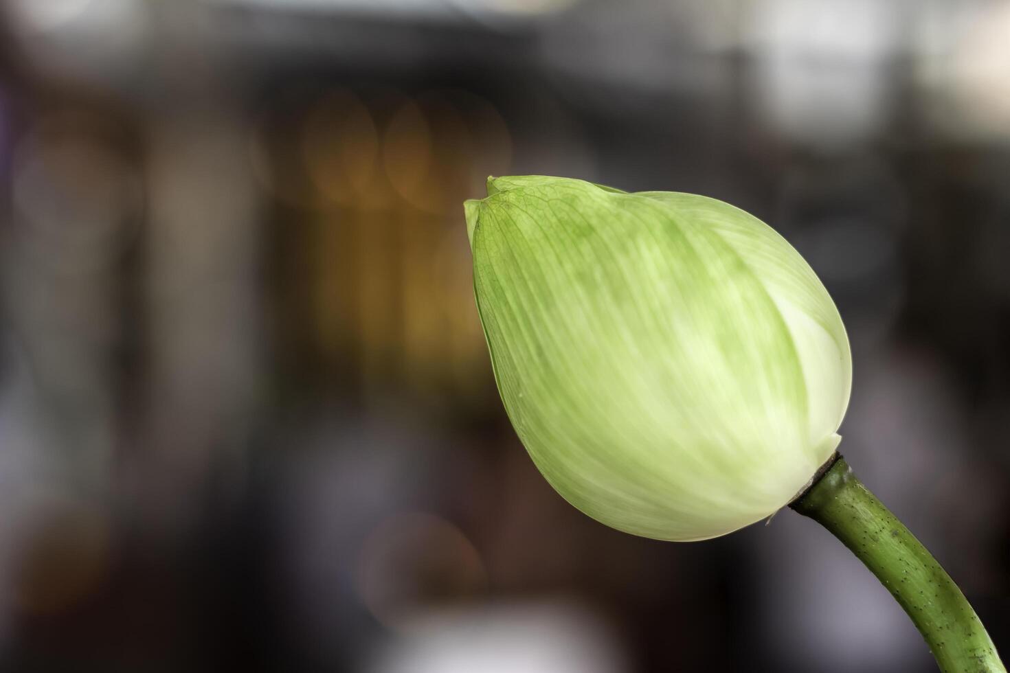 Close up of a white lotus flower with green tracery and soft blur background with copy space. Symbolizes purity, meditation, and spiritual peace in Asian culture. Religious, and Buddhist concepts. photo
