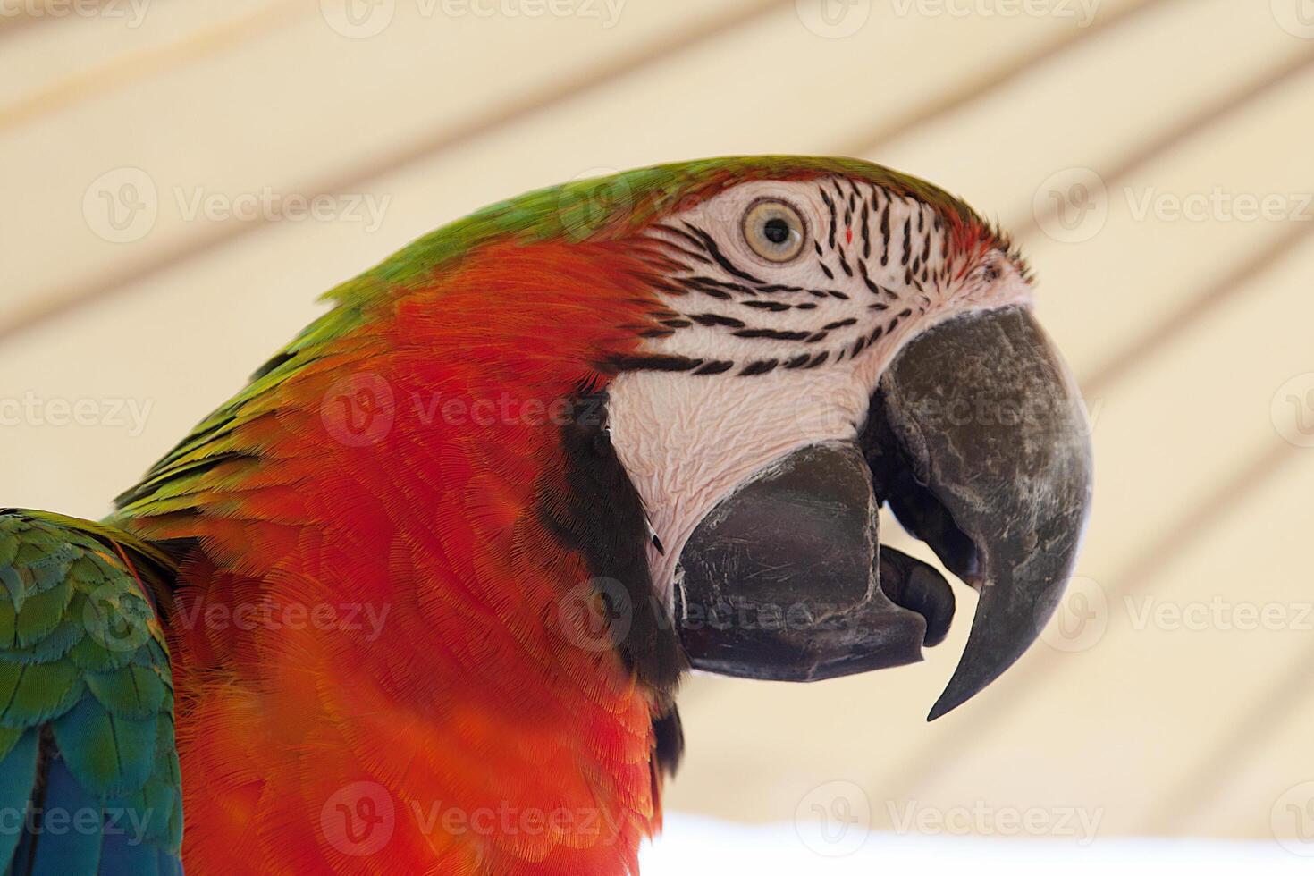 face of the red macaw, macaw parrots in nature photo