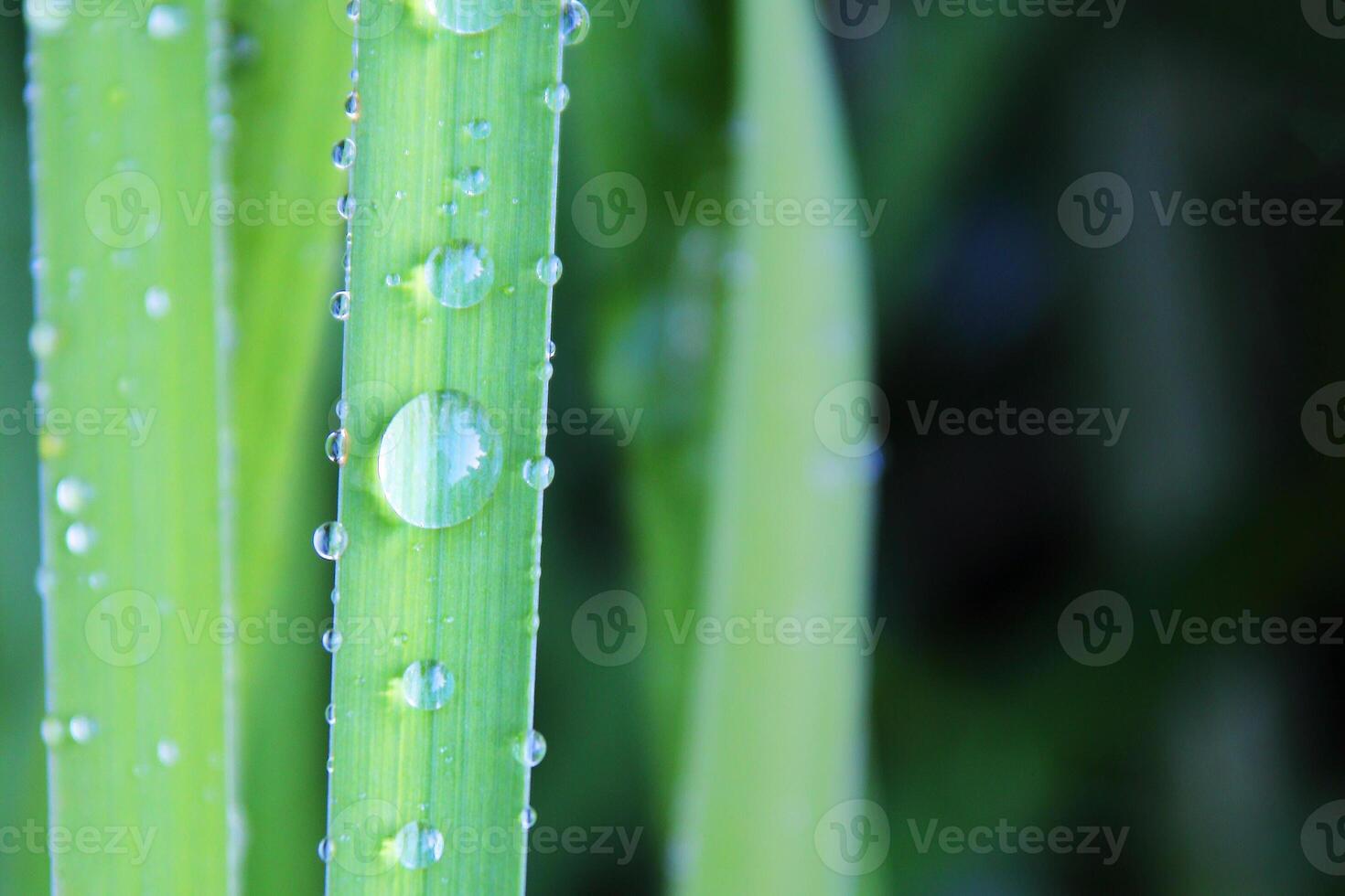 Rain water drops on green grass against dark background. Copy space for text. photo