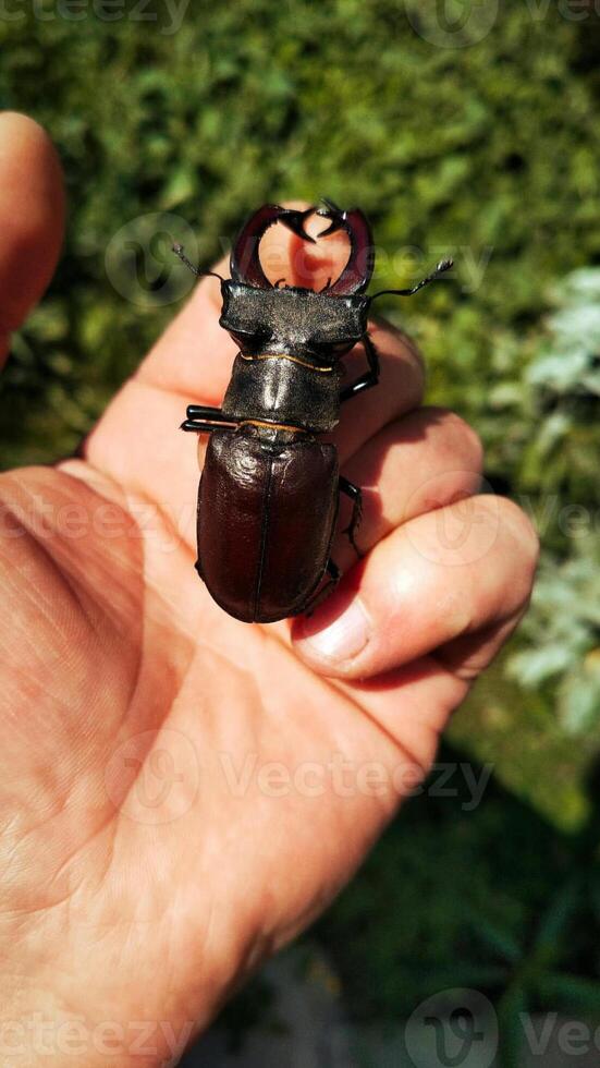 A stag beetle sits on a man's hand. photo