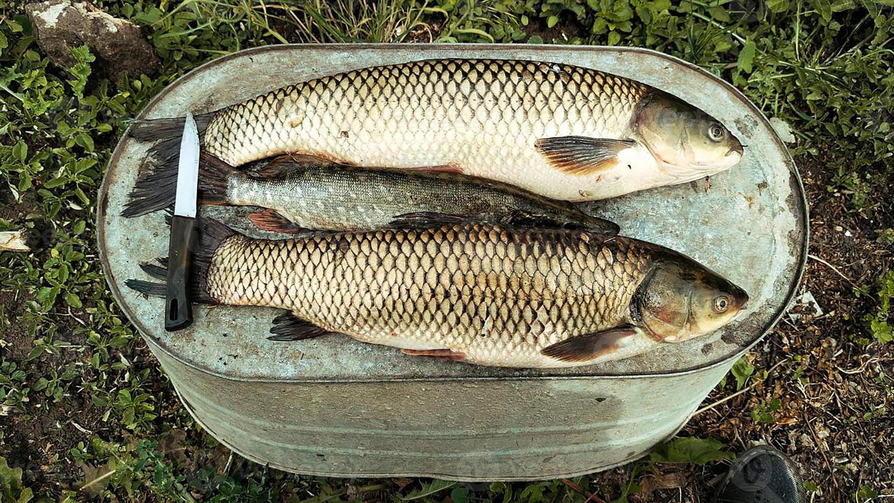 fresh fish white amur close up photo