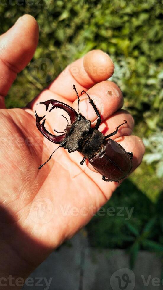A stag beetle sits on a man's hand photo