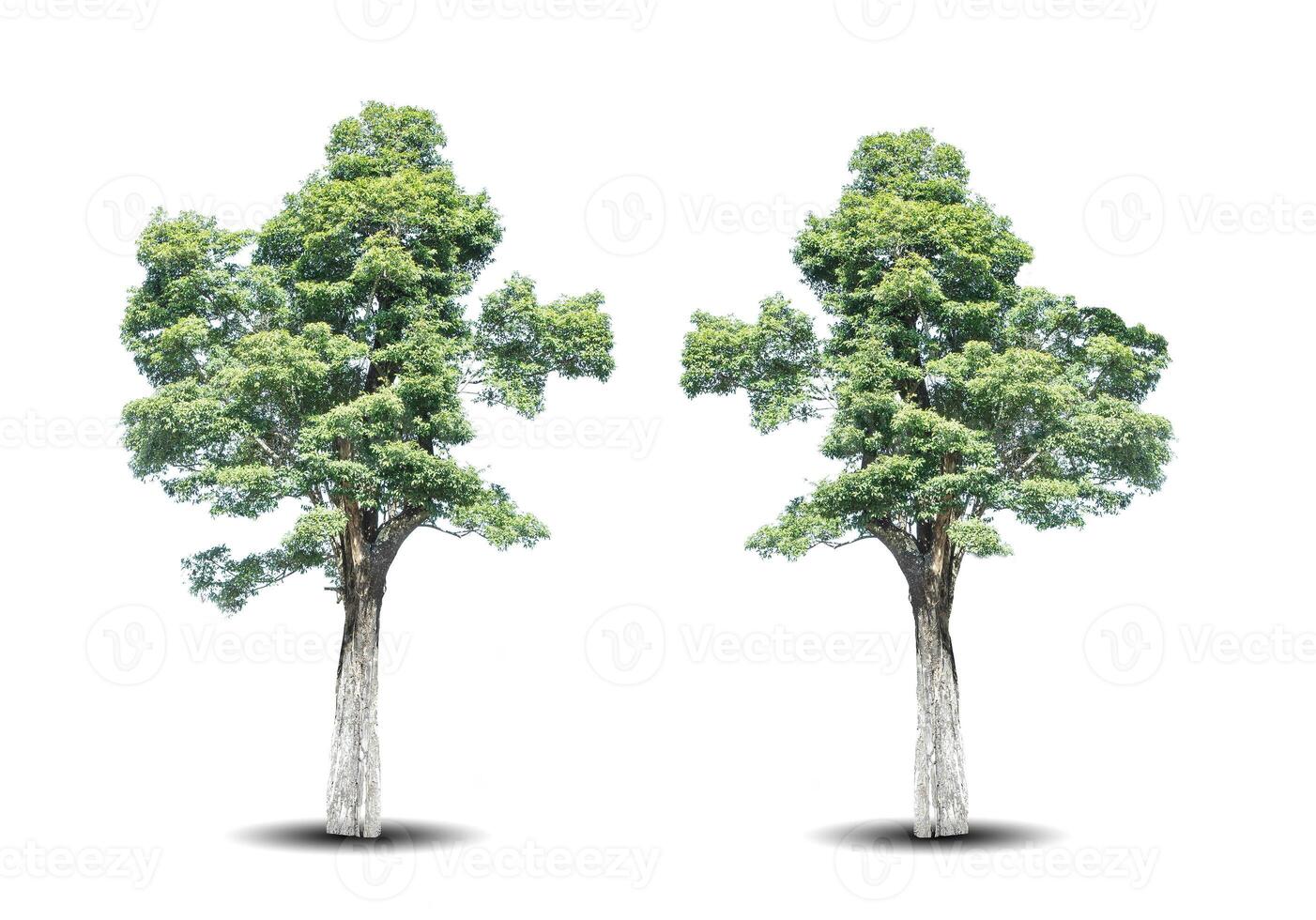 two green trees isolated on white background photo