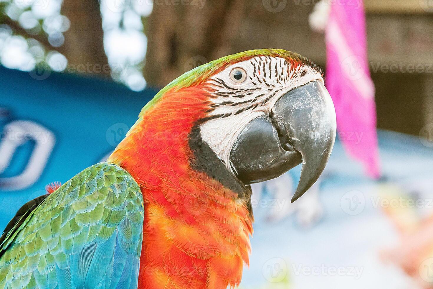 face of the red macaw. photo