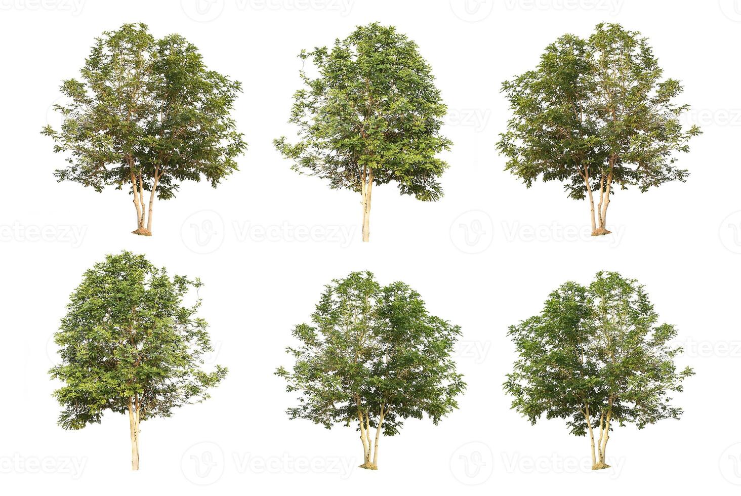 six trees collection isolated on white background with clipping path photo