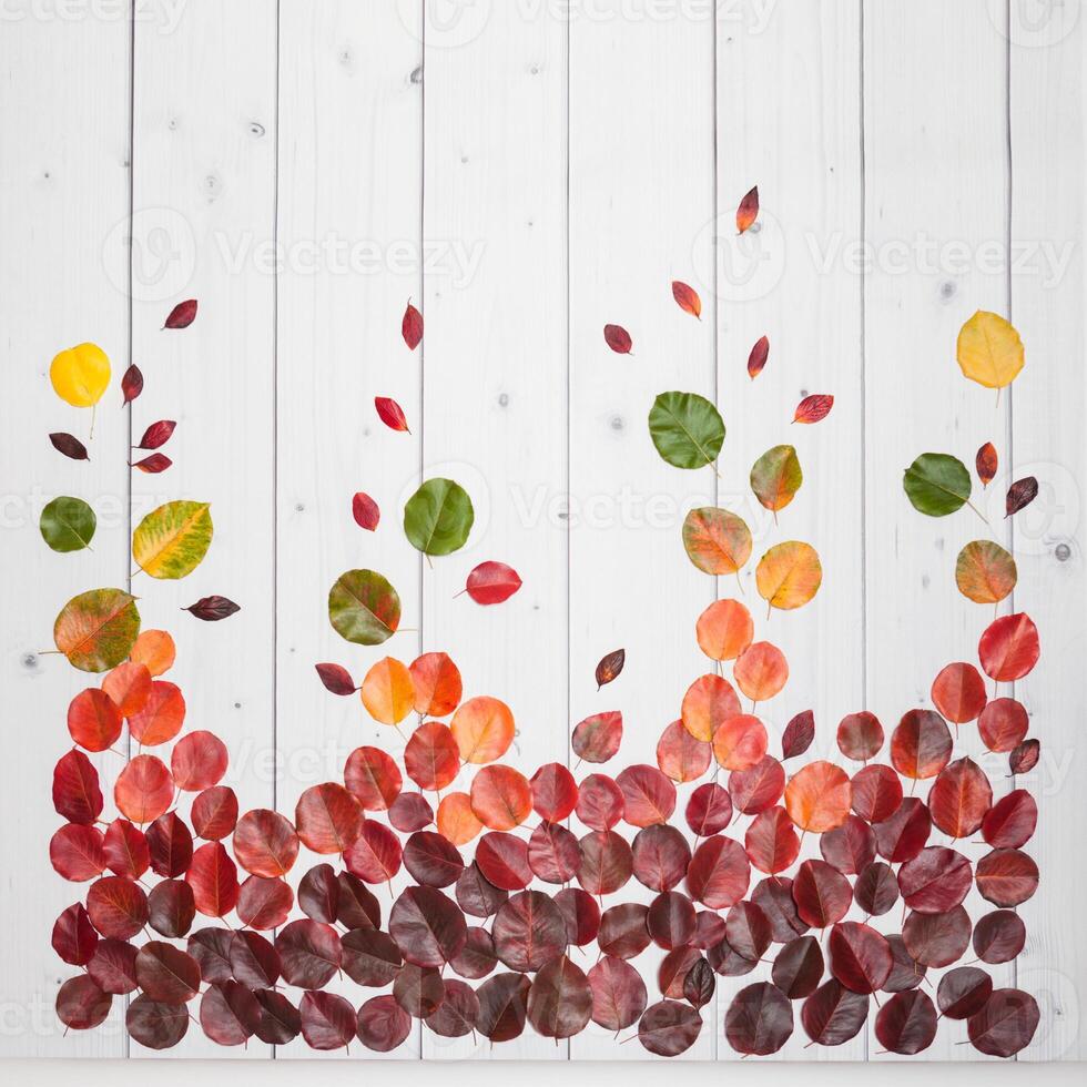 Autumn leaves on the white wooden background photo