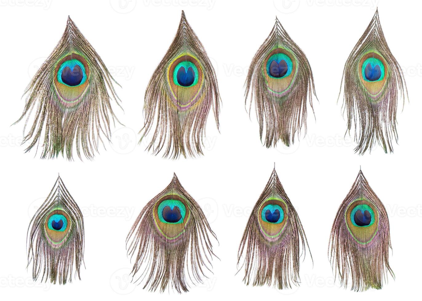 Set of dividual bright peacock feathers on the white background for your design, lying flat, top view photo