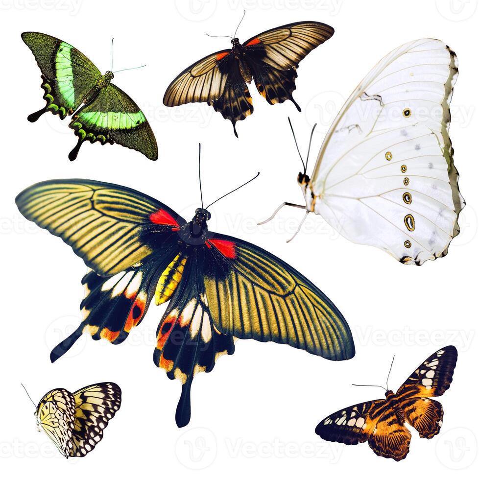 Set of isolated multicolored butterflies photo