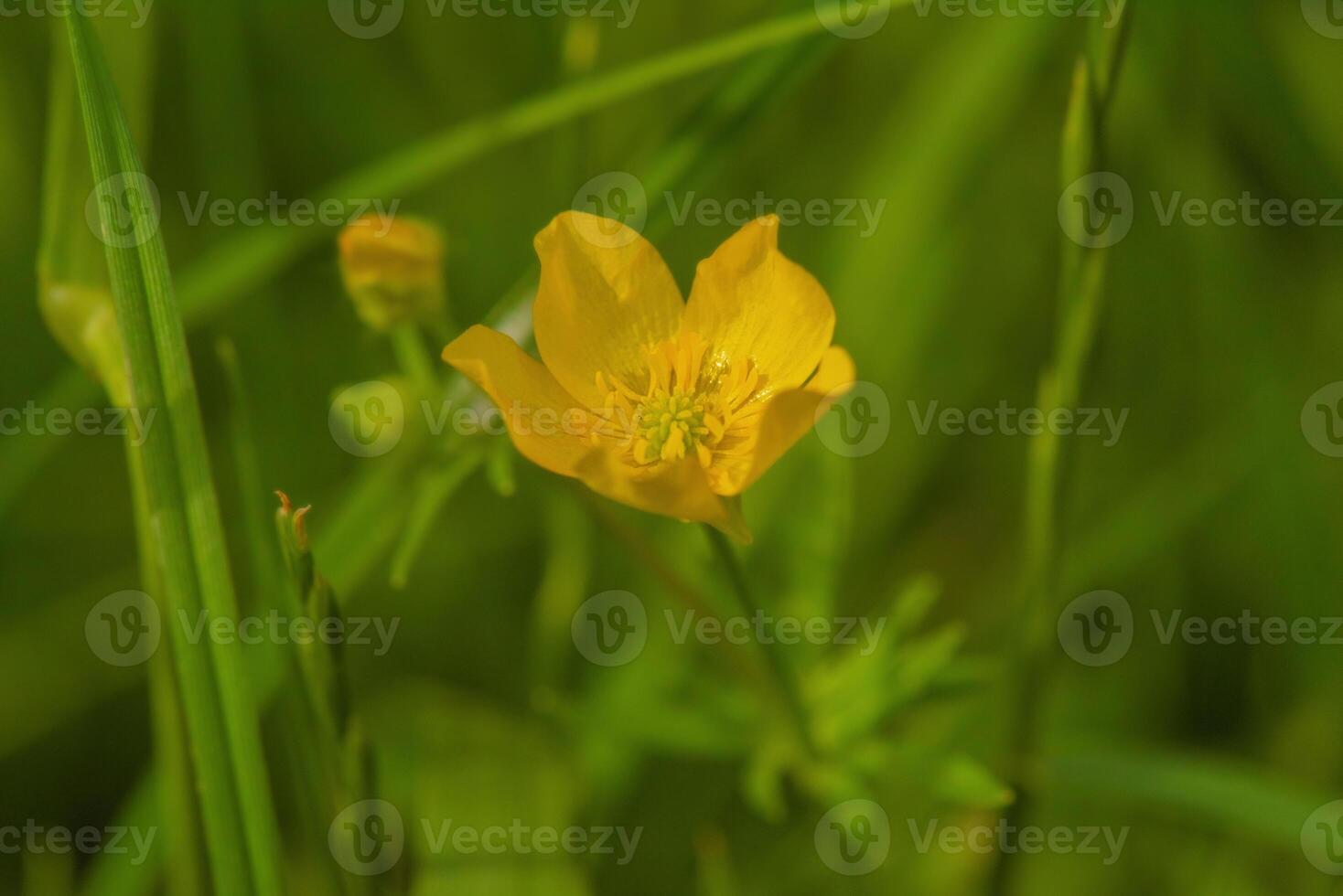 A yellow flower blooms in the middle of the grass. photo