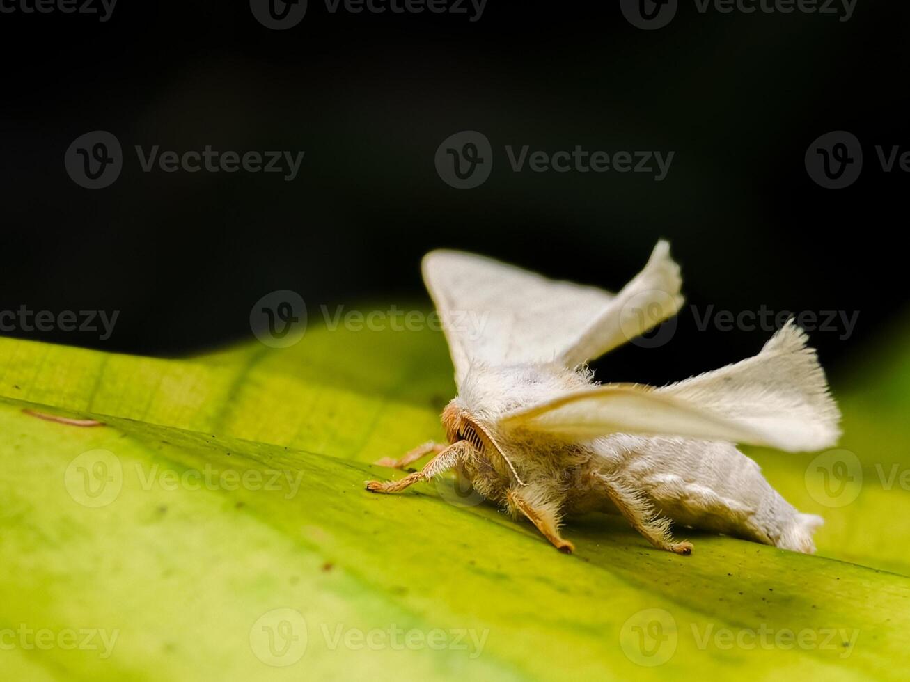 Close-up Macro Shot of a Fluffy White Moth with Folded Wings Resting on a Green Leaf photo
