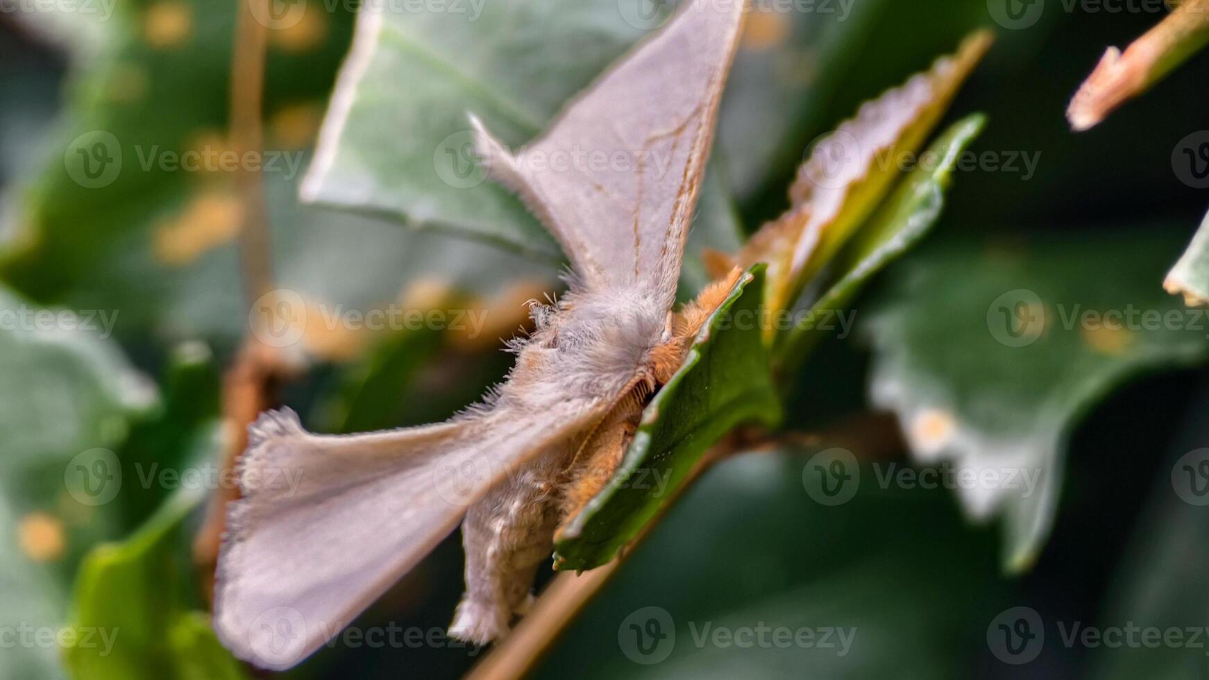 Close-up Macro Shot of a Fluffy White Moth with Folded Wings Resting on a Green Leaf. photo